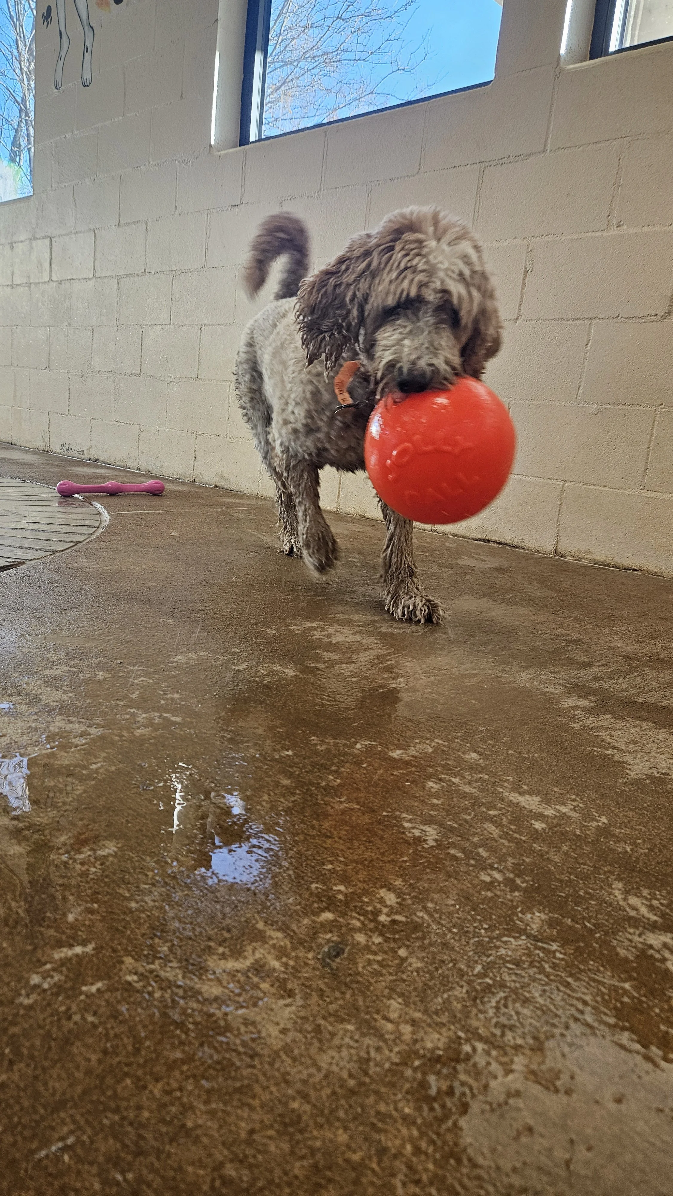 Doodle with an orange ball