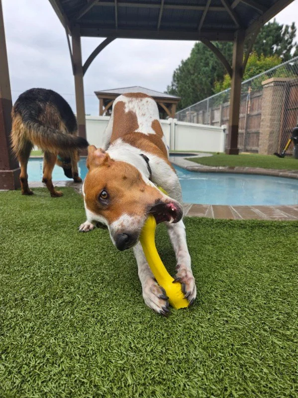 CHOMP!