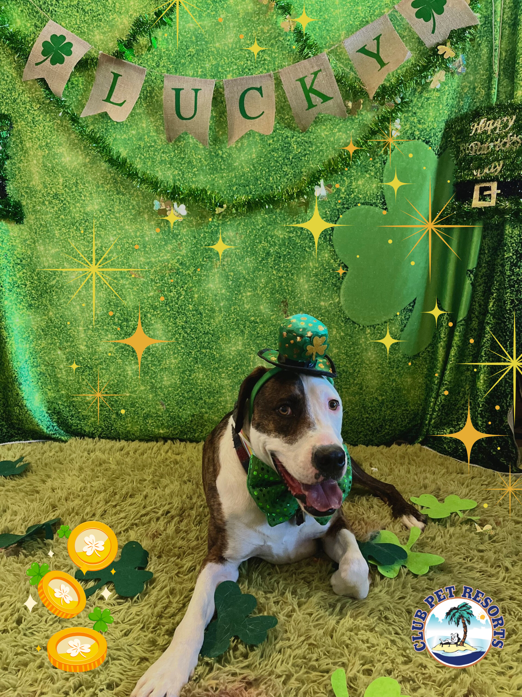 St. Patty's Day doggie photo