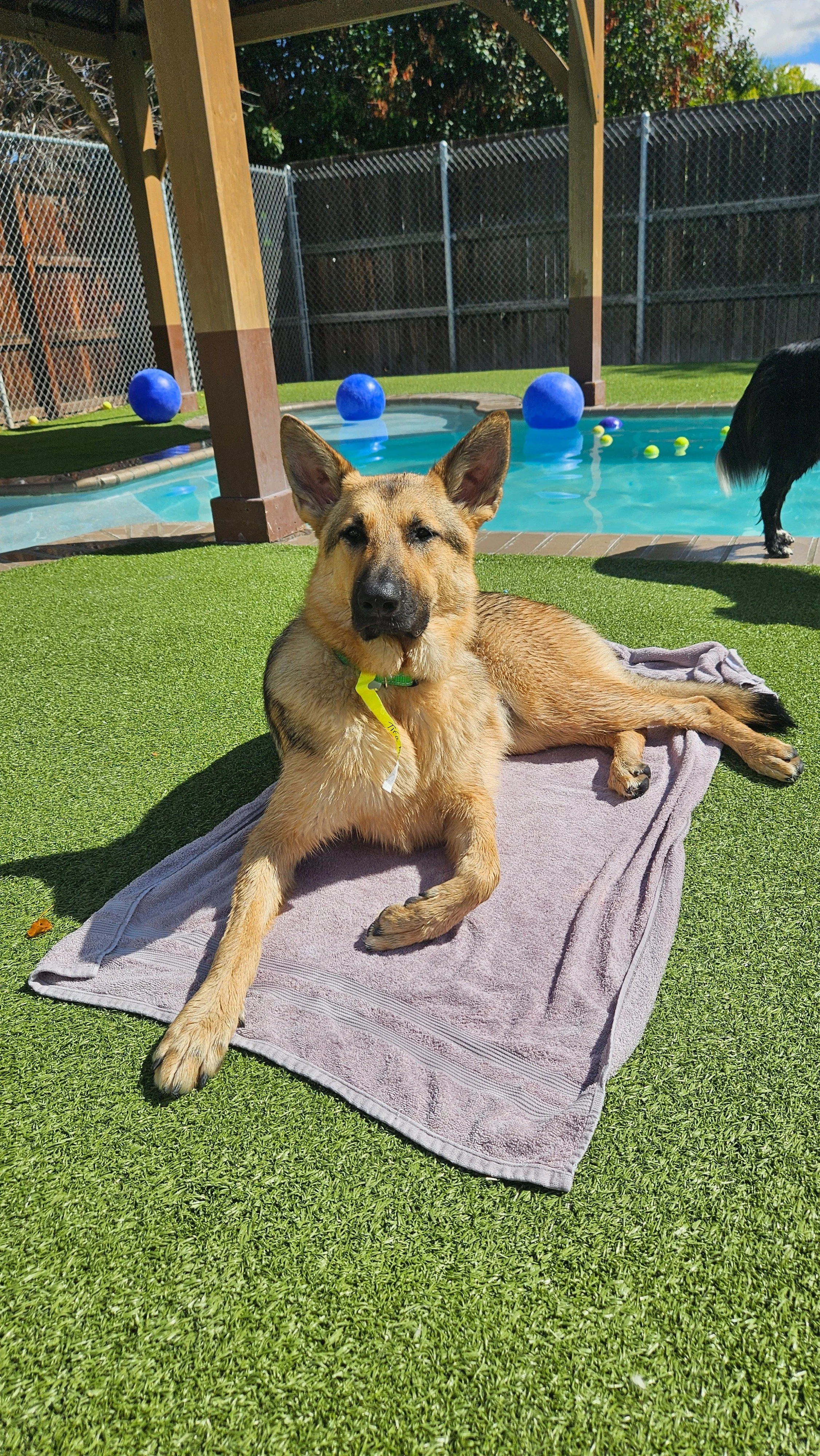 Why get in the pool when you can lounge about instead?