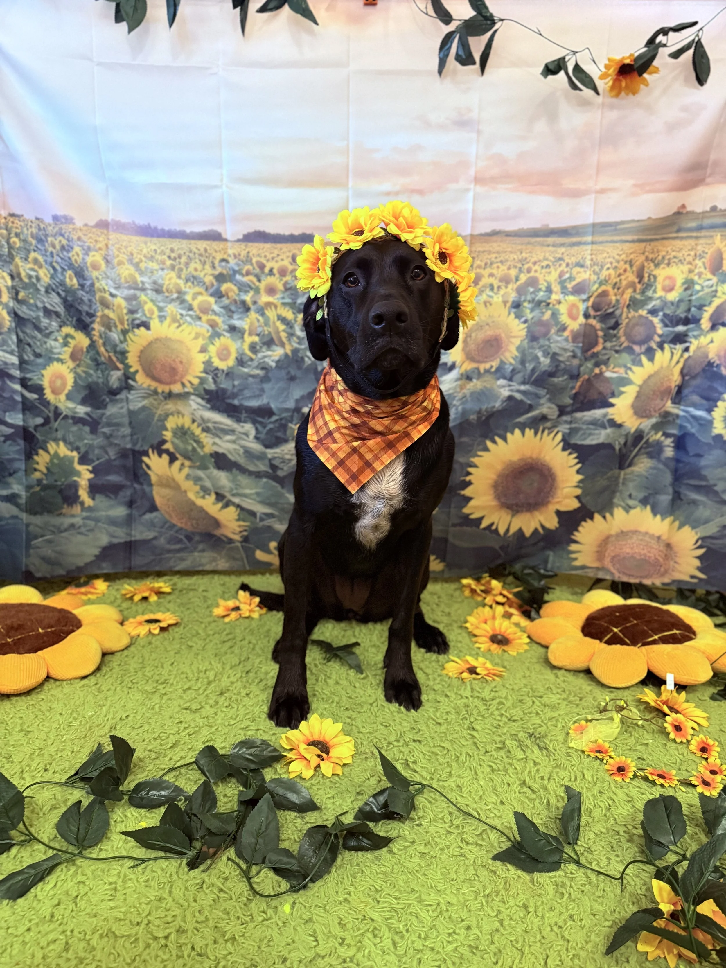 Sun-Flower Power