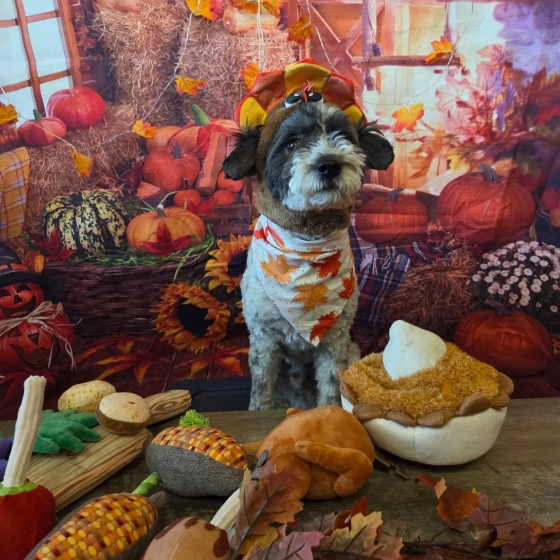 Thanksgiving pet photo shoot