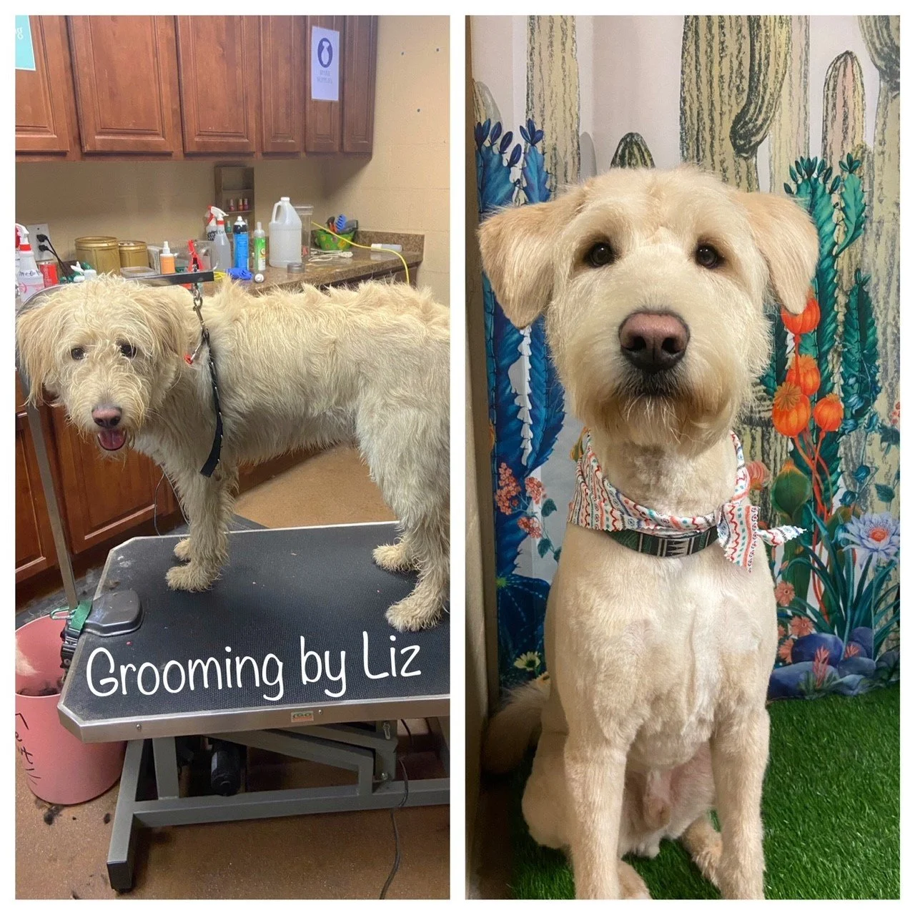 Grooming — Club Pet Resorts