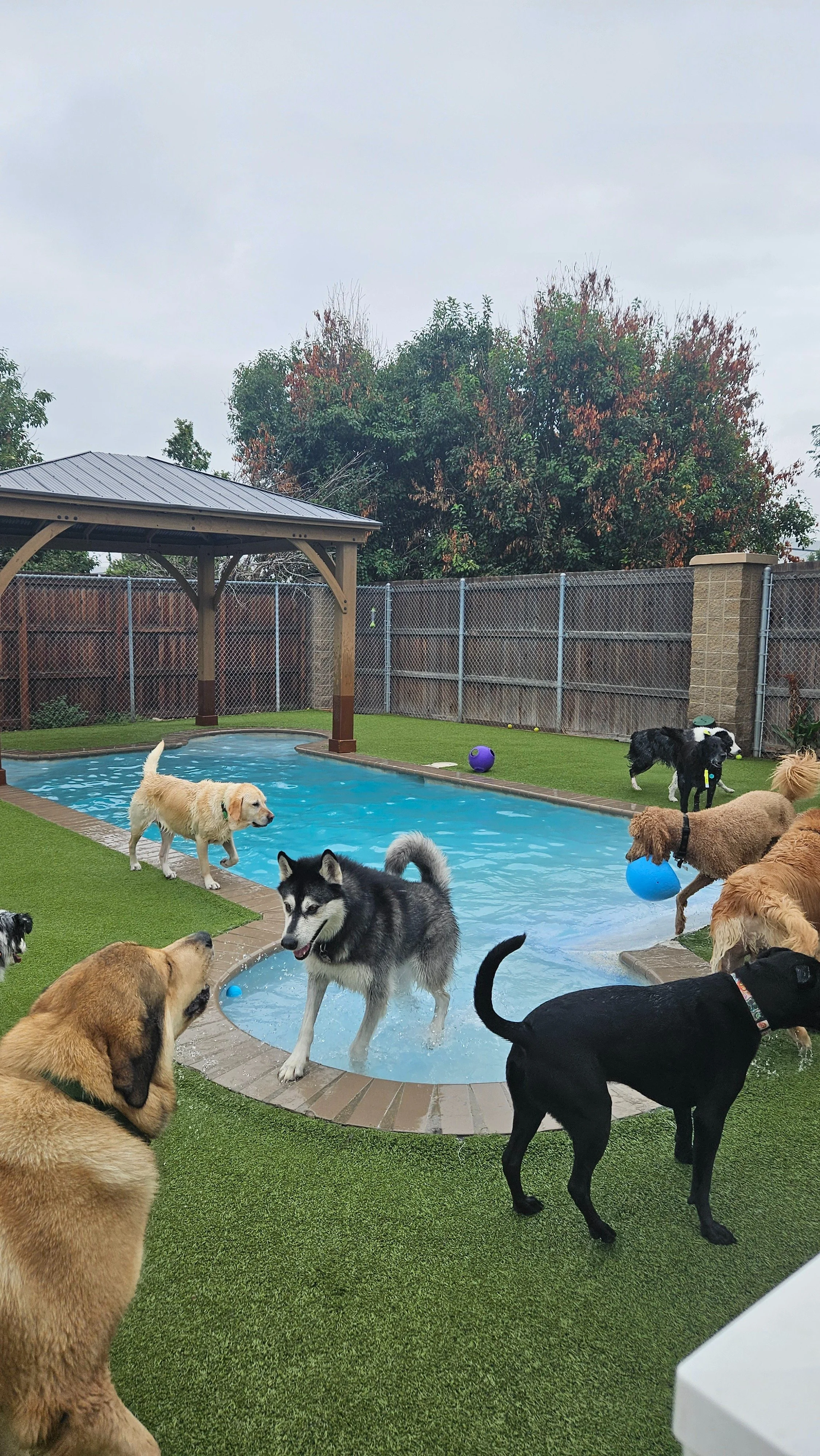 A quick dip in the pool to stay cool.