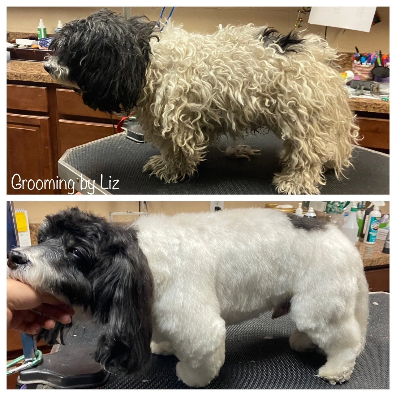 Grooming — Club Pet Resorts