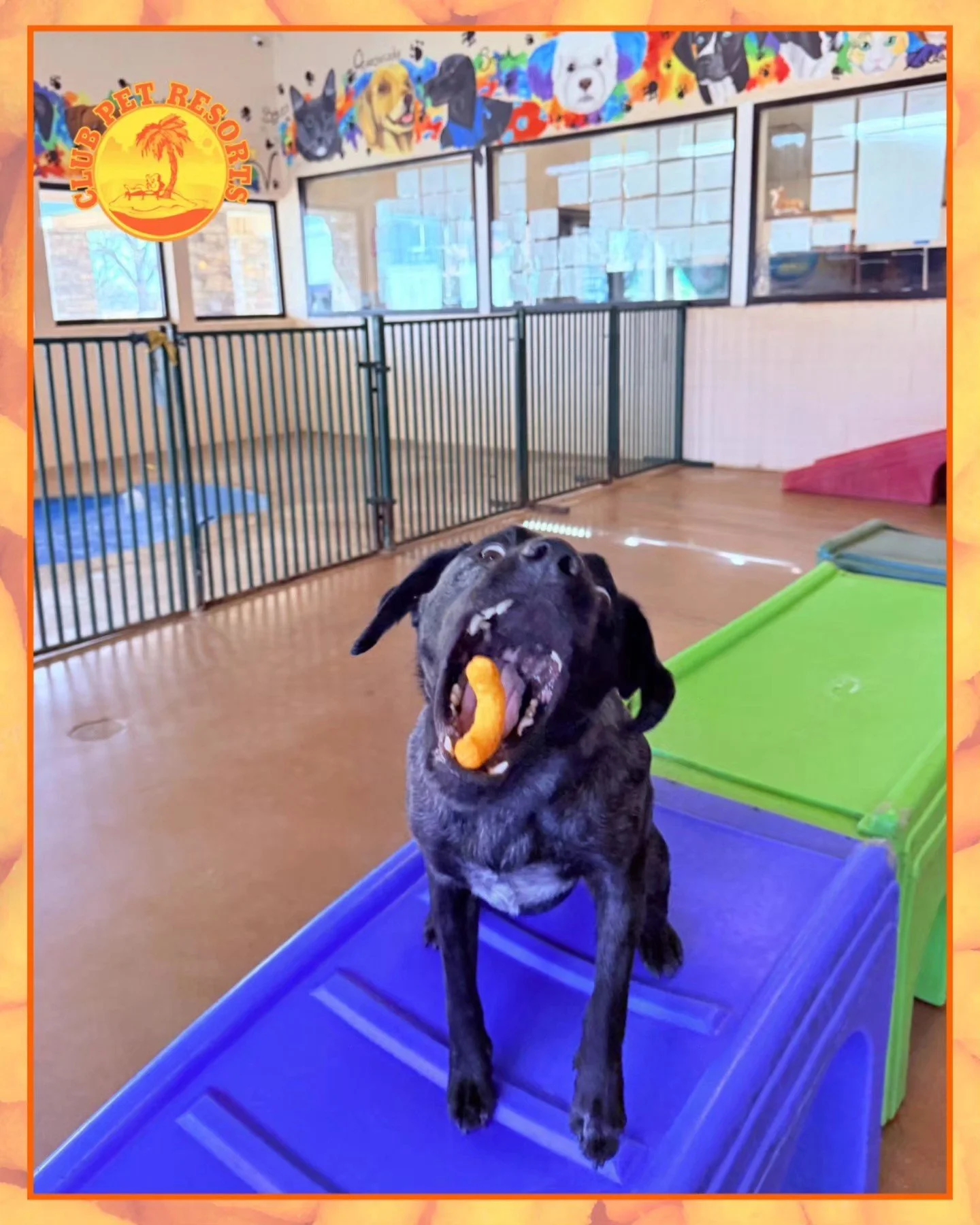 Black dog catching a cheeto treat mid-air