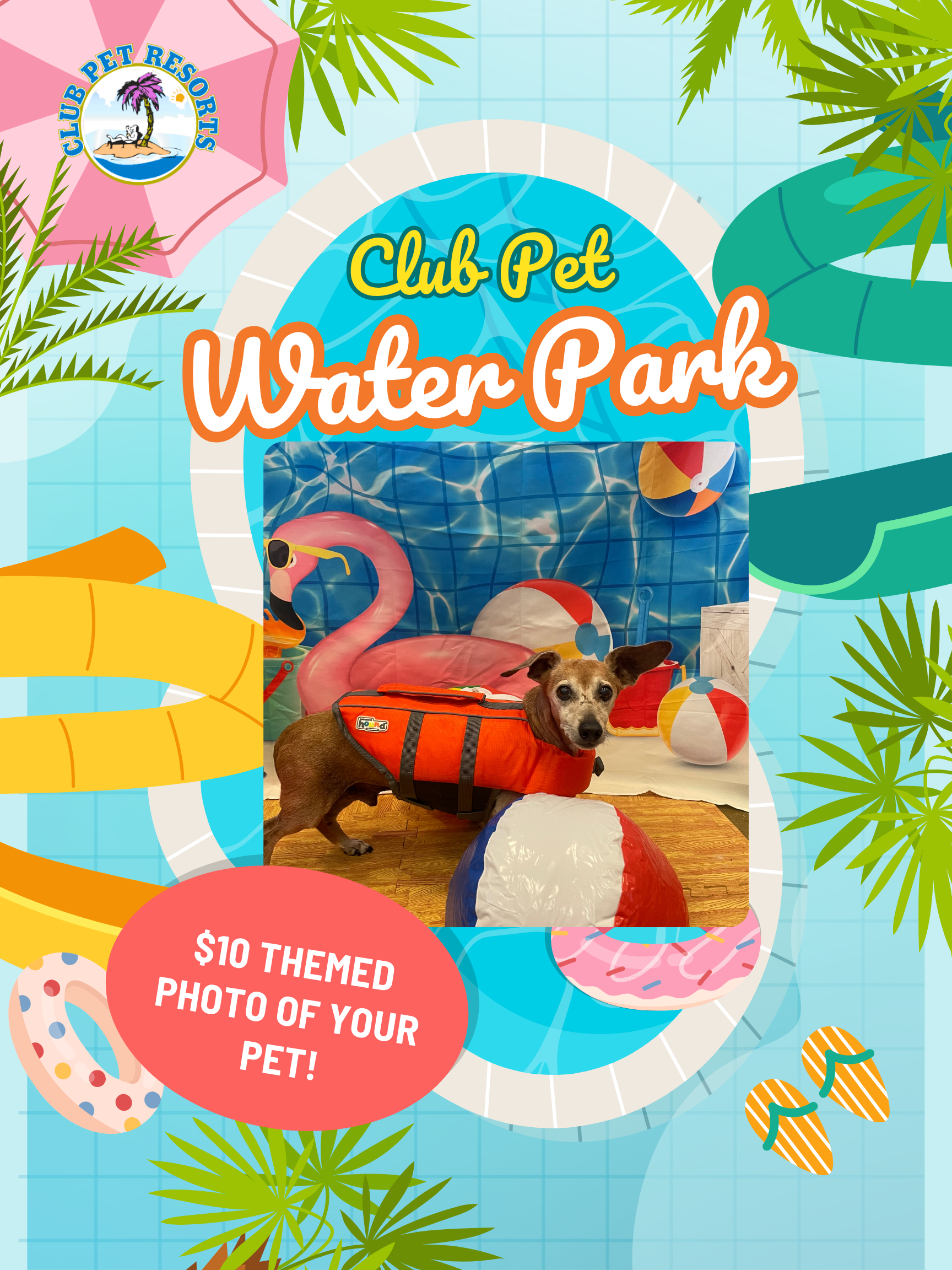 Dog in a life vest surrounded by beach balls with a pool background