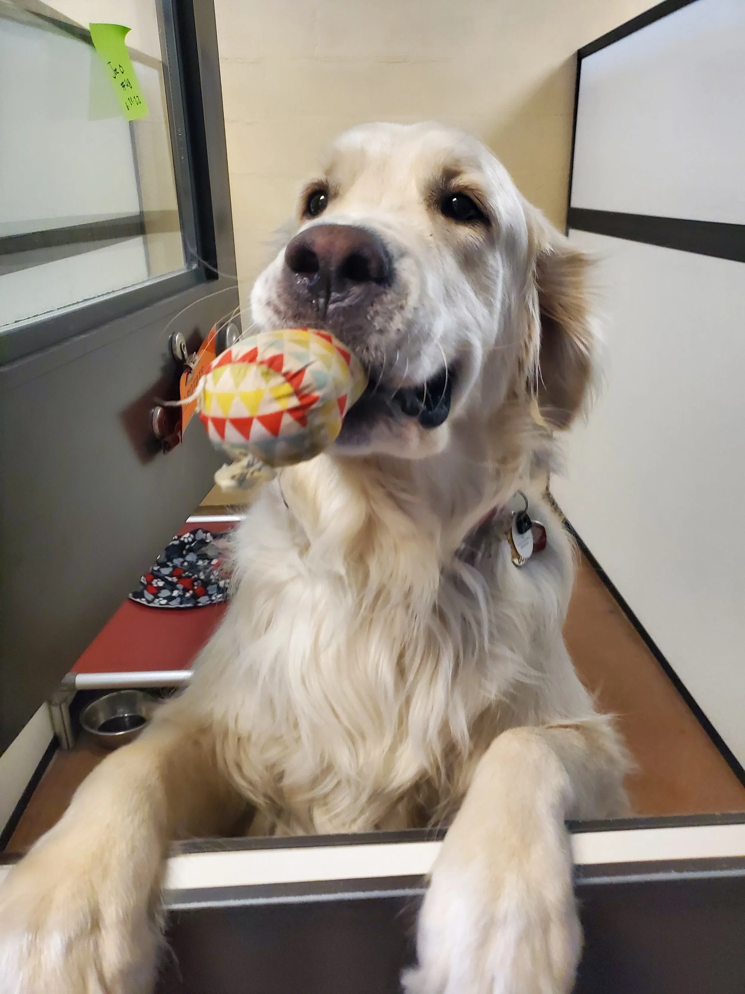 Dog Boarding — Club Pet Resorts