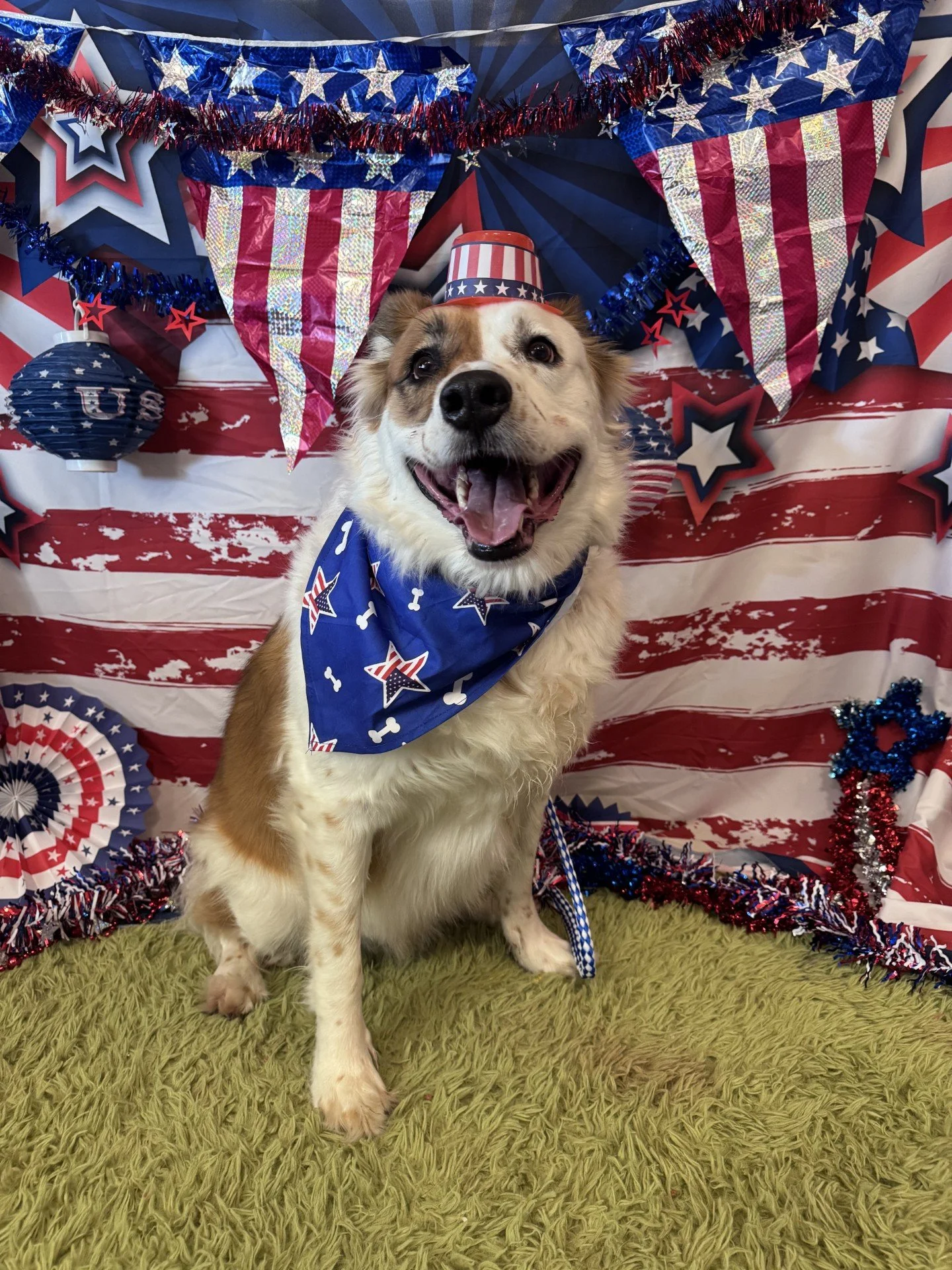 Happy Independence Day from Club Pet!