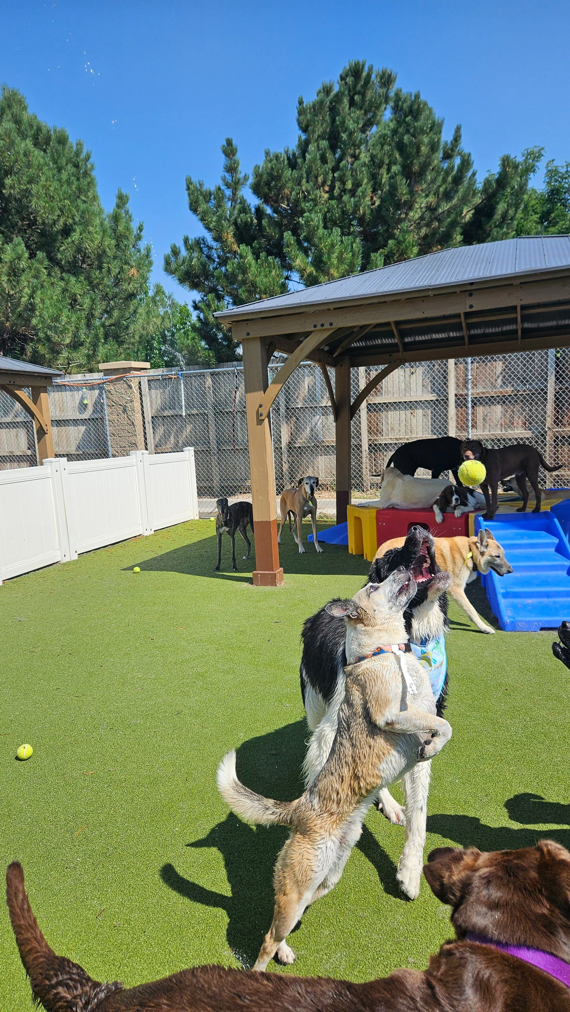 Who doesn't love playing fetch on a sunny day?