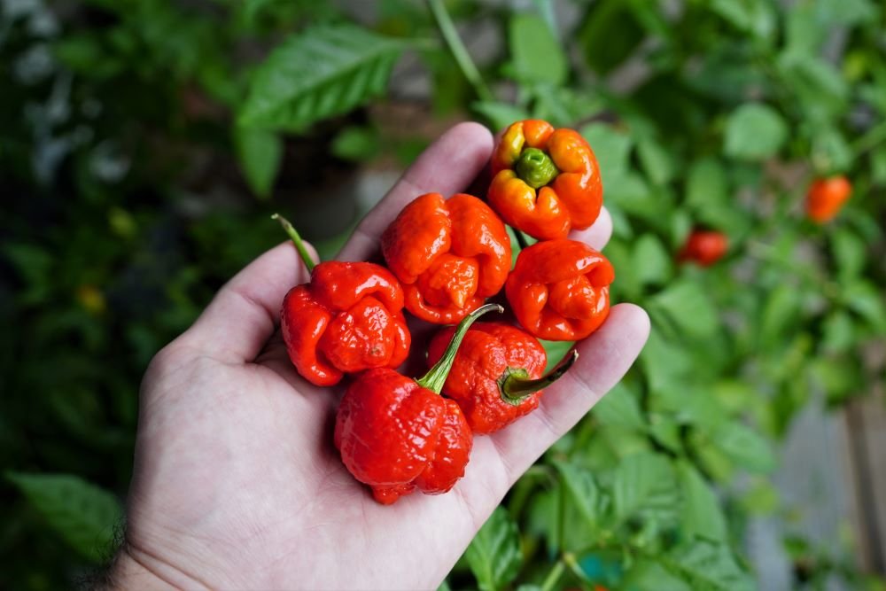 Sweet Moruga Pepper3.jpeg