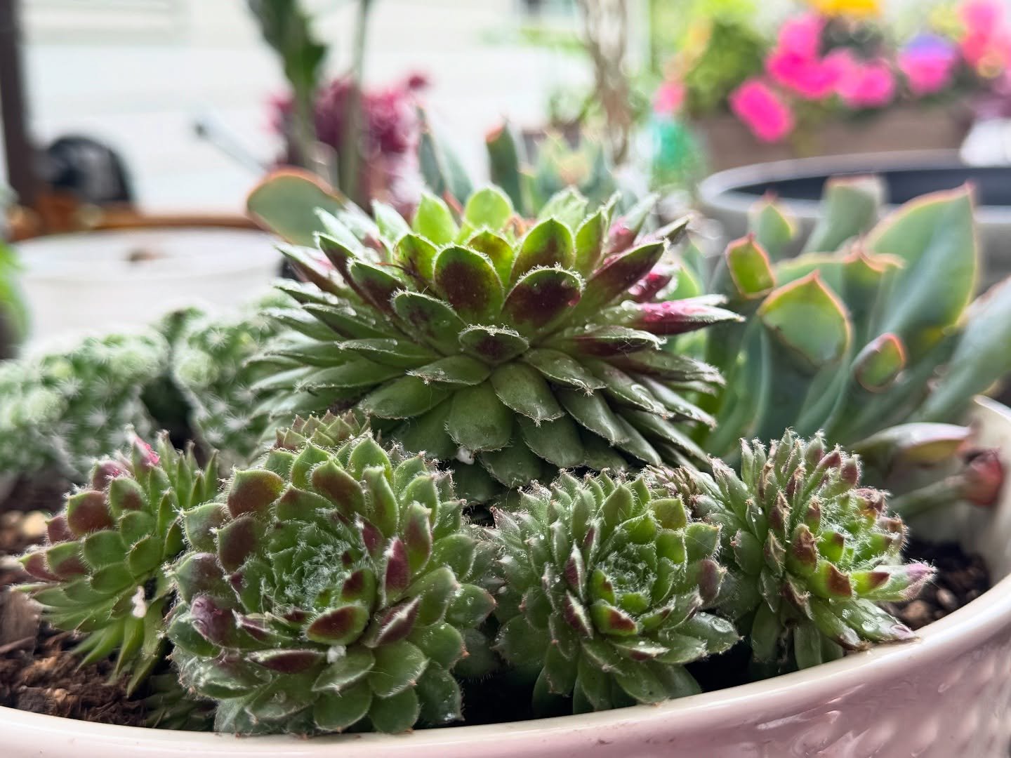 Succulents are Aliens 👾