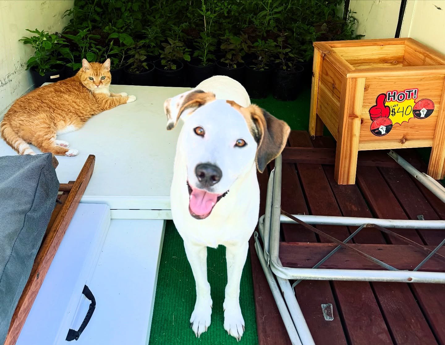 Getting packed for our last market day tomorrow! 🎶 Hey 🐕 Come on 🐕 Get on Down to East-ern Marketttt Right Nowwww (Saturday 6am - 4pm) Get a Good Deallll 🎶
What do you like to grow at home?