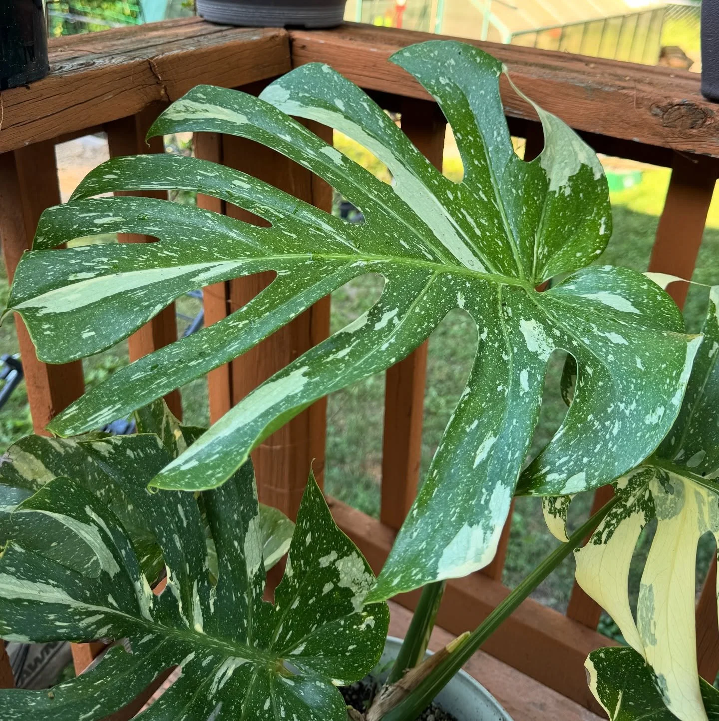 Monstera Appreciation Day