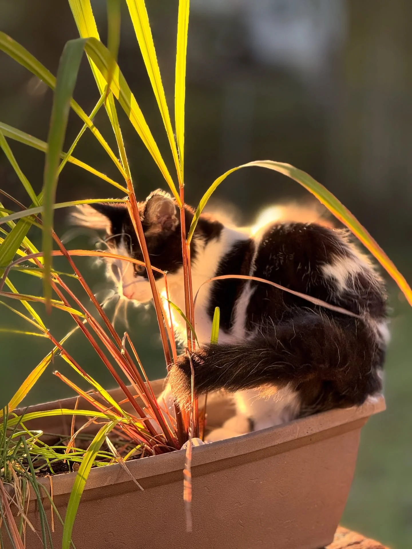 I grow chives and lemongrass so the cats have a place to sleep