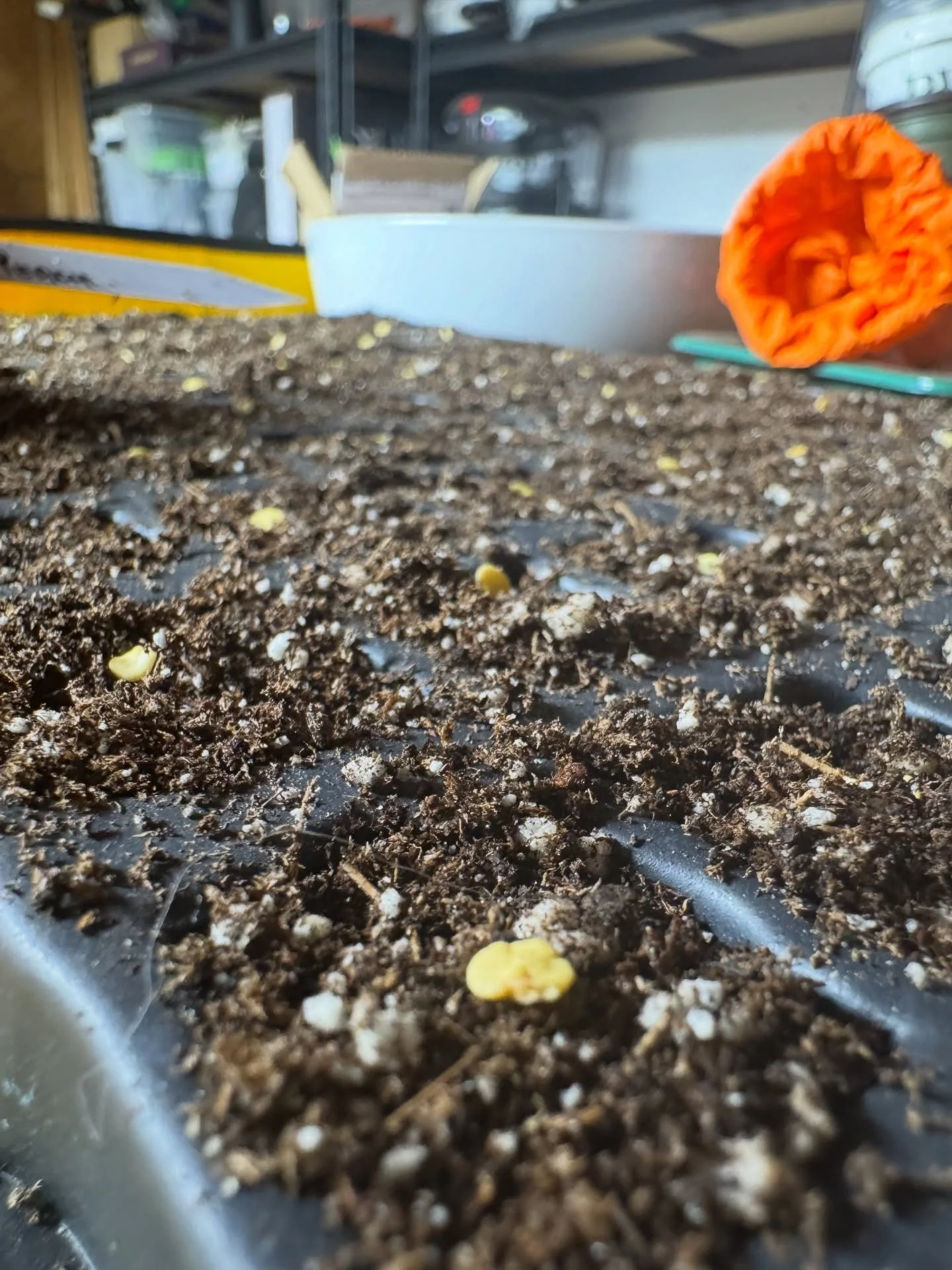 It&rsquo;s February and it&rsquo;s time to make some babies 👶 🌱