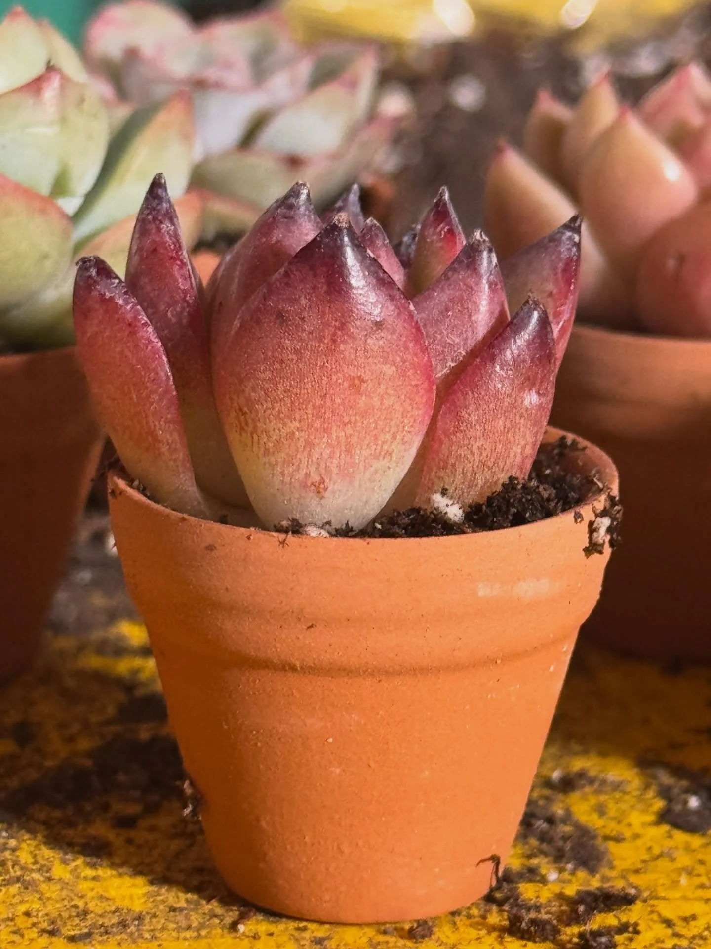 Do you walk by the same empty, sad, lonely, tiny spot in your home every day and think &ldquo;what could I put there to make the world a better place?&rdquo;

Let me stop you right there because these little cuties are the answer to at least 17 or 18