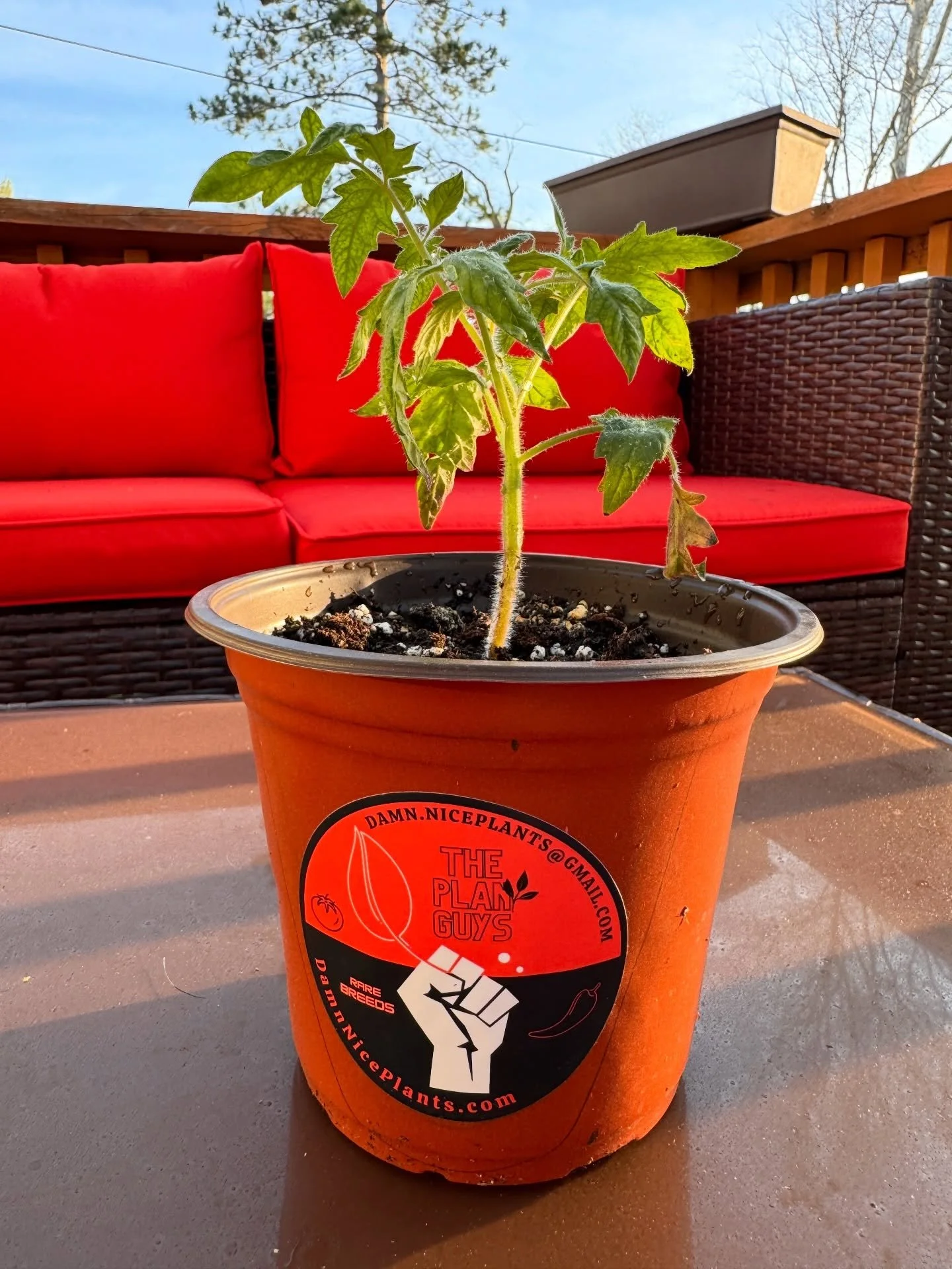 Baby we don&rsquo;t need to trip, but we do need to run to Eastern Market to get the infamous Pink Jazz before it&rsquo;s sold out! The Plant Guys &trade;️ booth opens the Saturday after Mother&rsquo;s Day 👨🏻&zwj;🌾