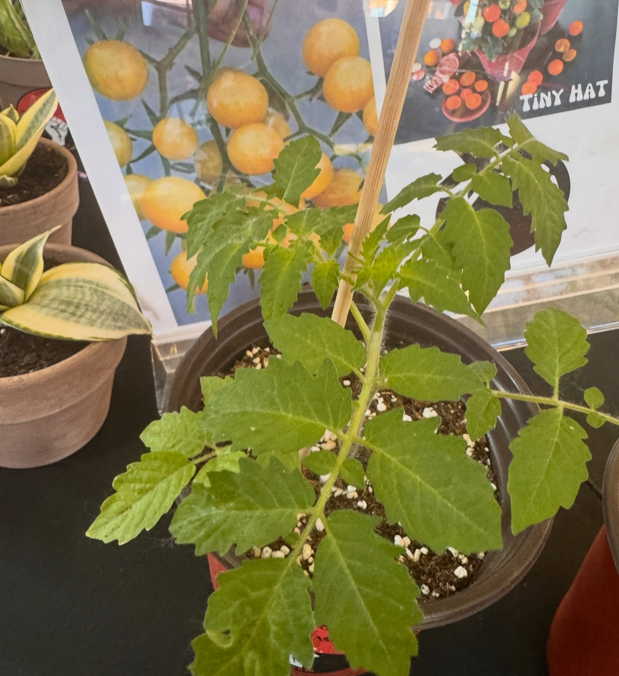 &lsquo;Maters are in!! Fill your garden up with something delicious that can&rsquo;t buy for a buck at the grocery store! 👨🏻&zwj;🌾 🪴 @easternmarket