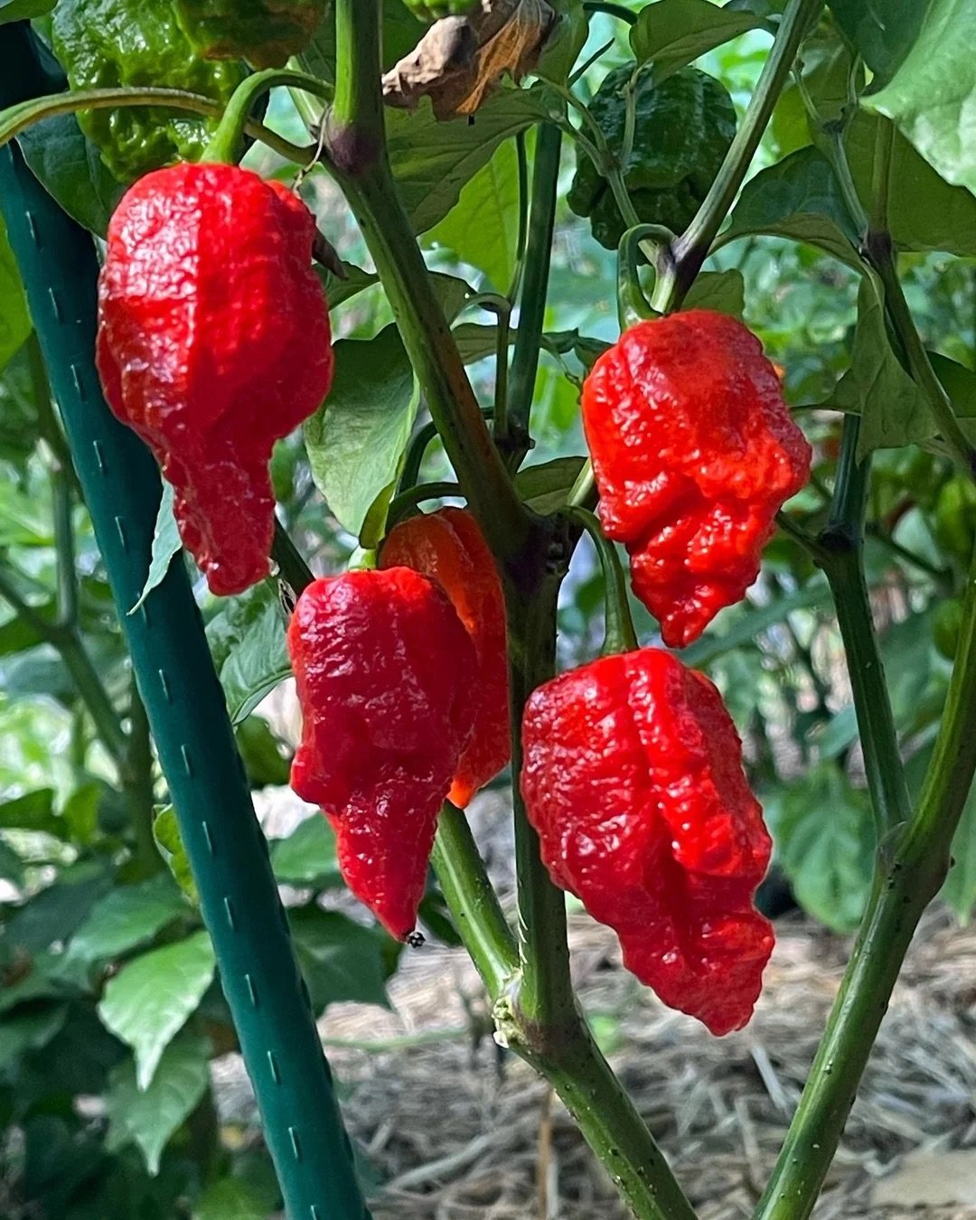 Apocalypse Scorpion Pepper 1.jpeg