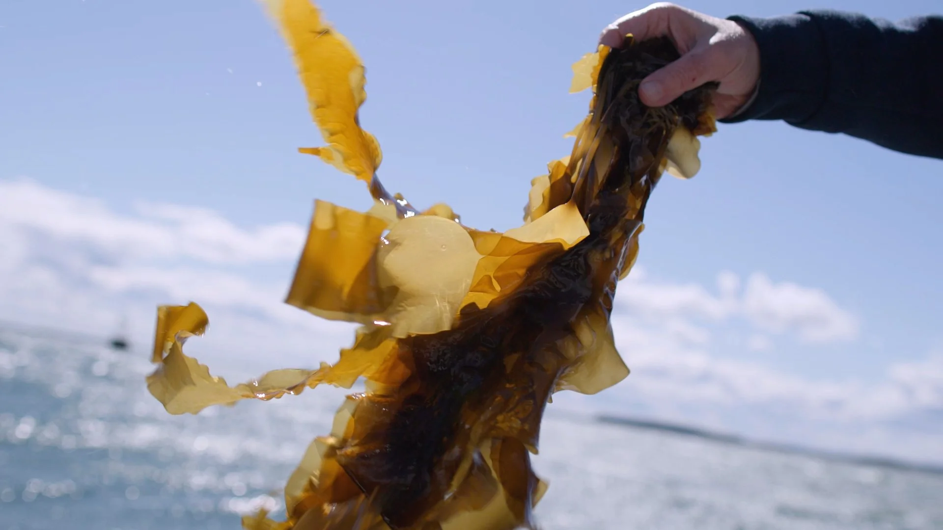 Bold Ocean Ventures: Connecting science and capital for a thriving ocean ecosystem.