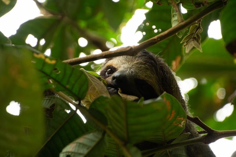 Sloth bear hanging out in Bocas del Toro Panama