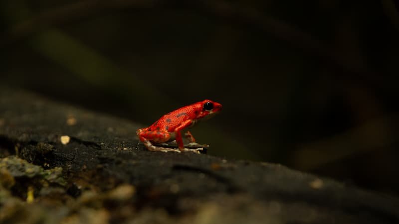 RedFrog-Beach-Bocas-Panama-Opt.jpg