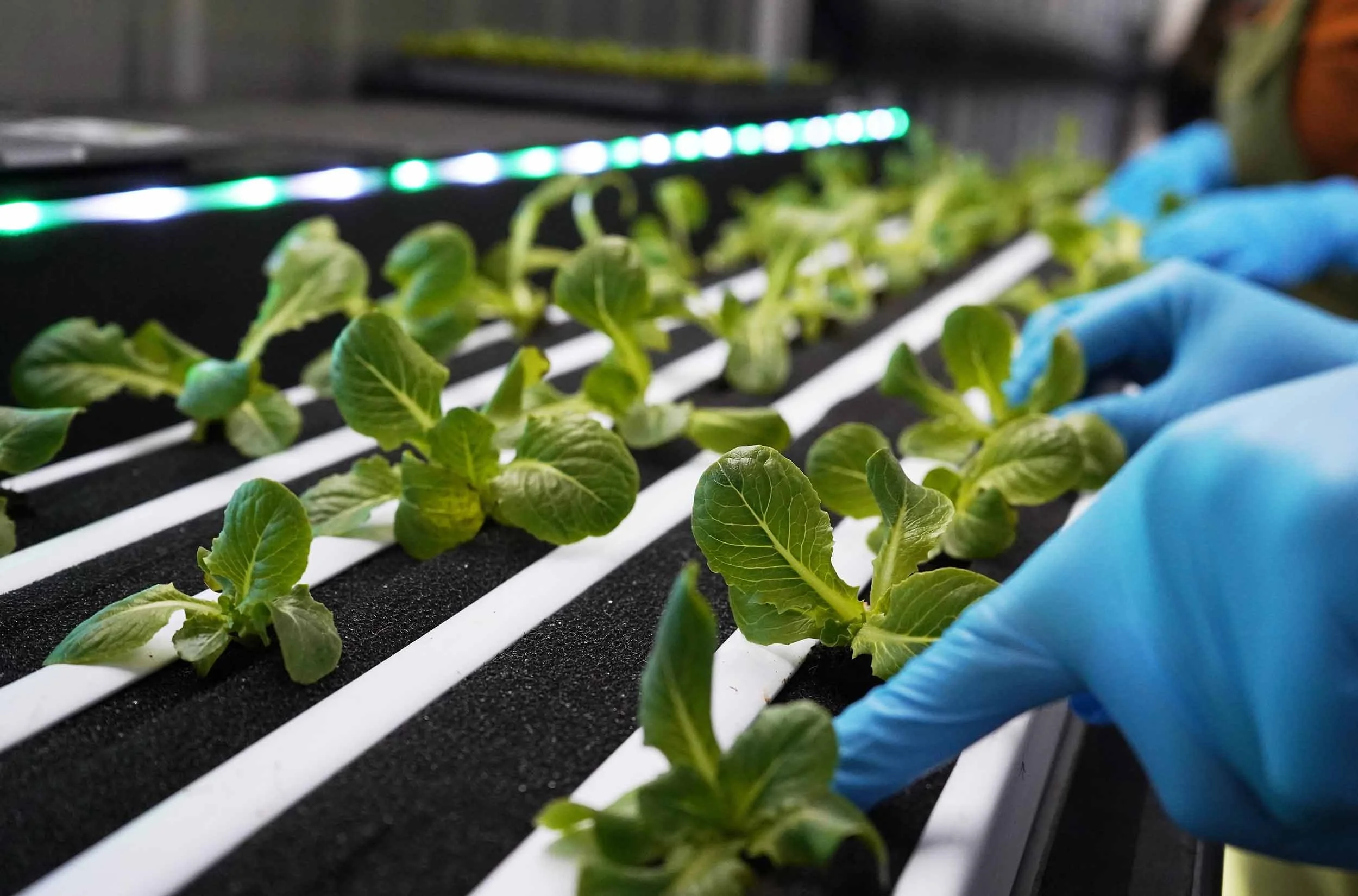 LOCL Farms Urban Hydroponic Farm London Ontario About