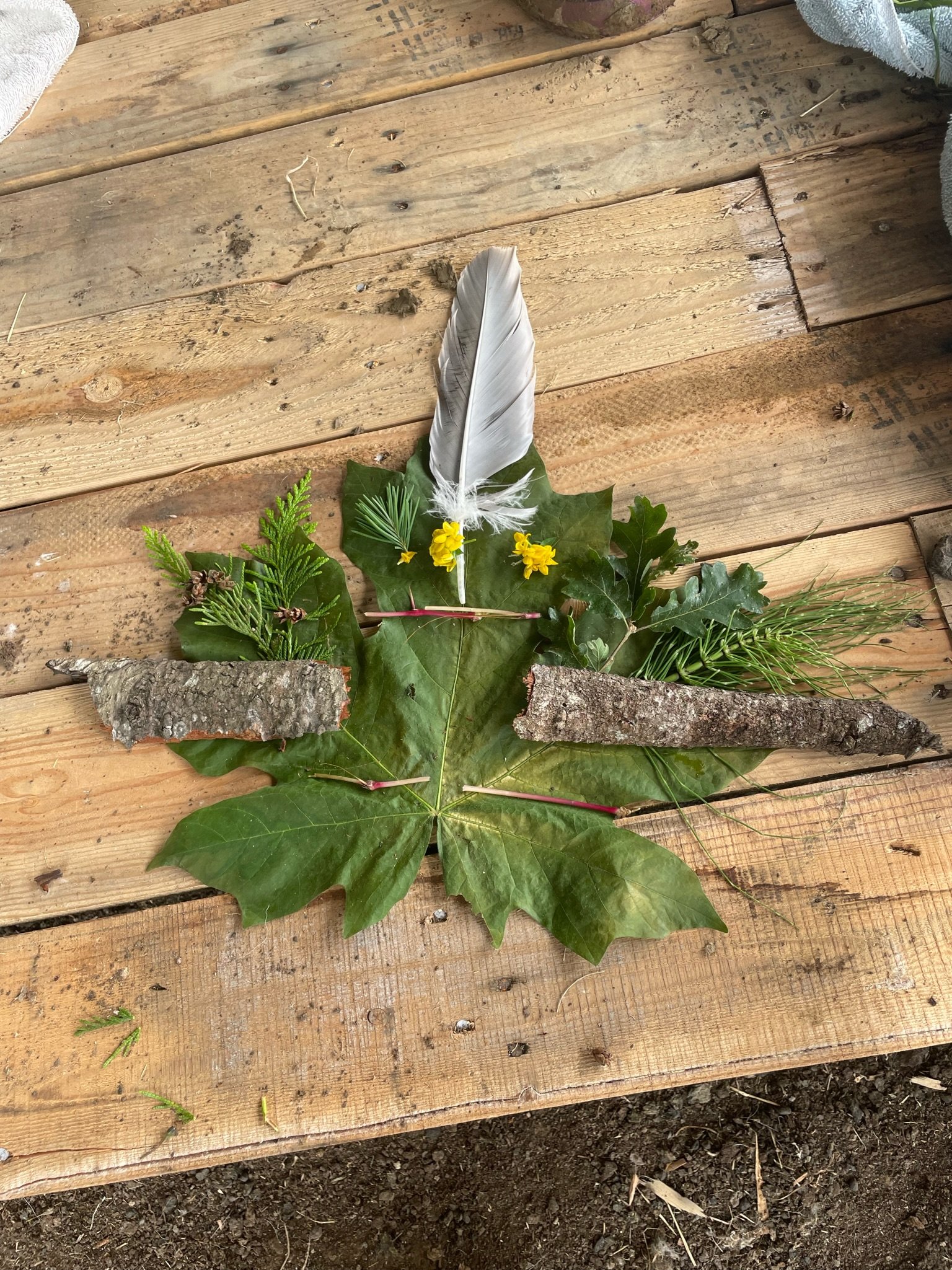 Trillium Tribe Traditional Masquerade Mask, 2023
Bigleaf maple leaf and bark, western redcedar leaves and ovulate cones, Oregon white oak leaf, bulbous buttercup flower, douglas fir needles, stem of shiny germanium, heron feather, horsetail, hot glue