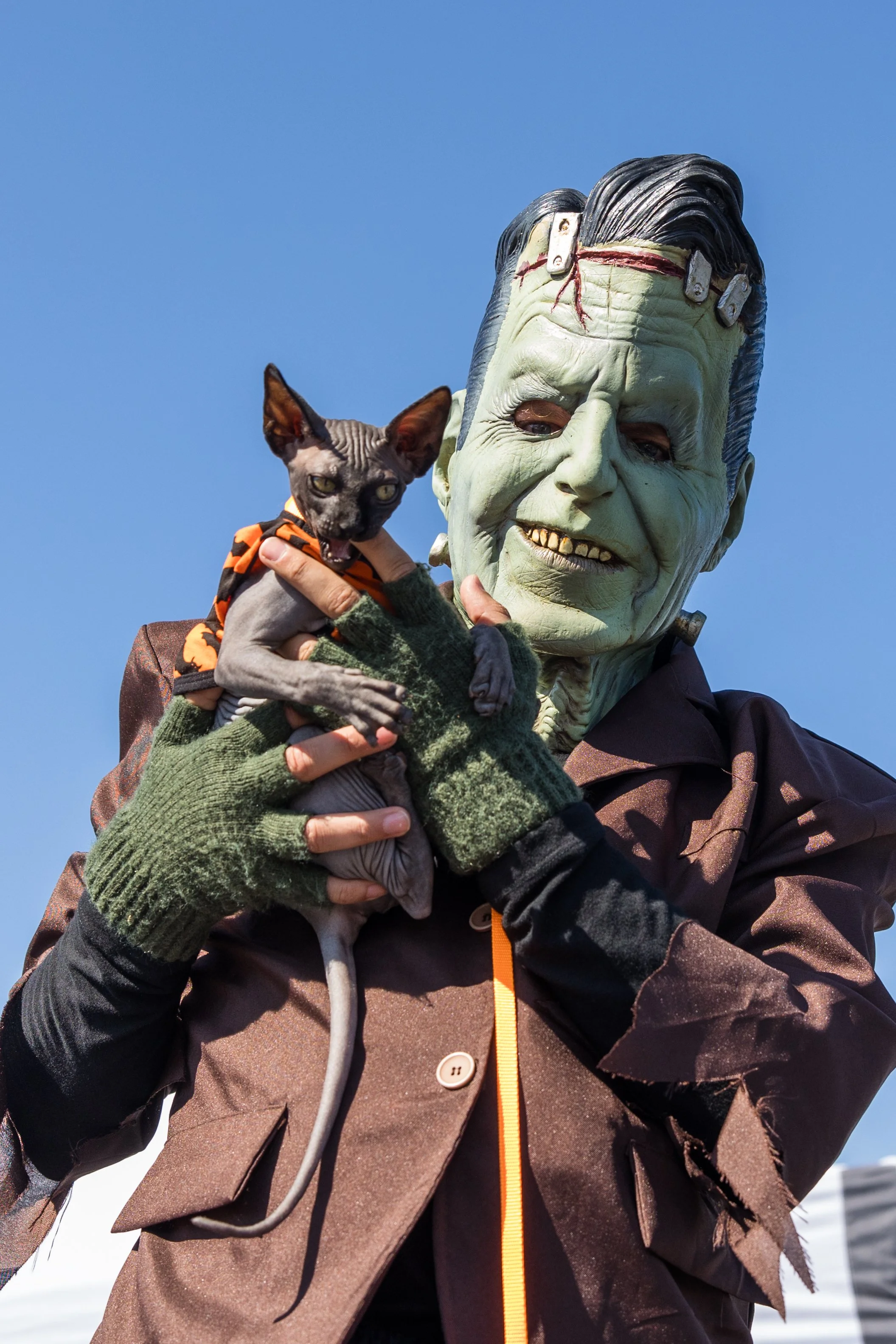 Frankenstein with hairless cat