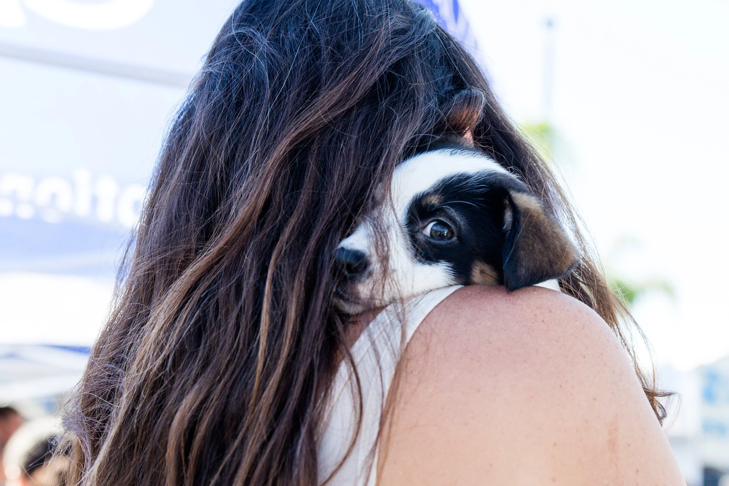 puppy woman shoulder