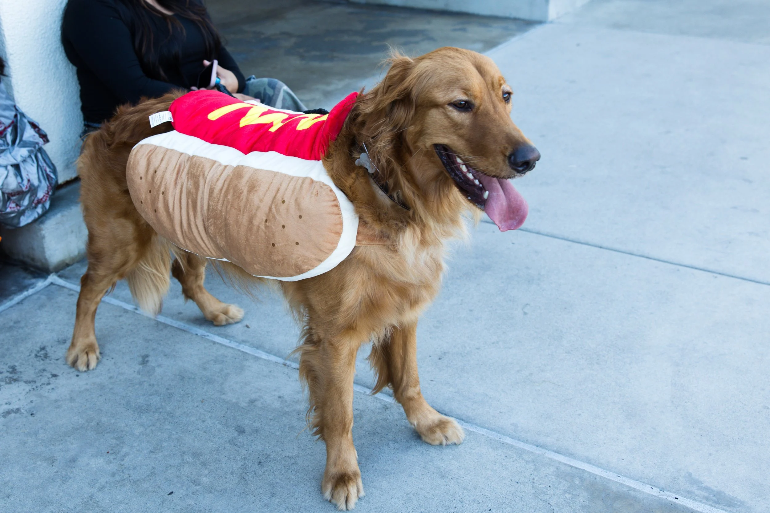 dog hotdog costume