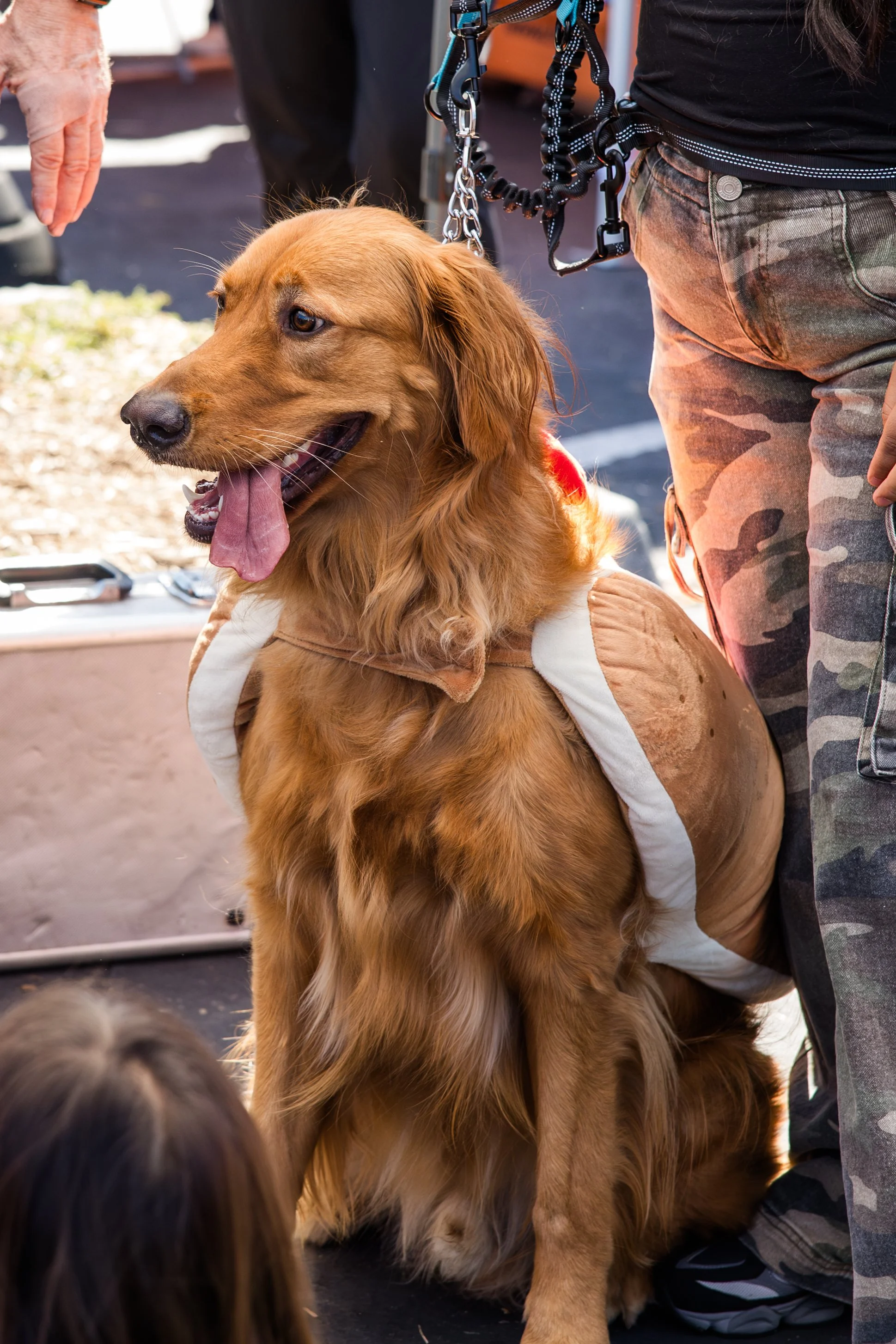 happy golden retriever hotdog