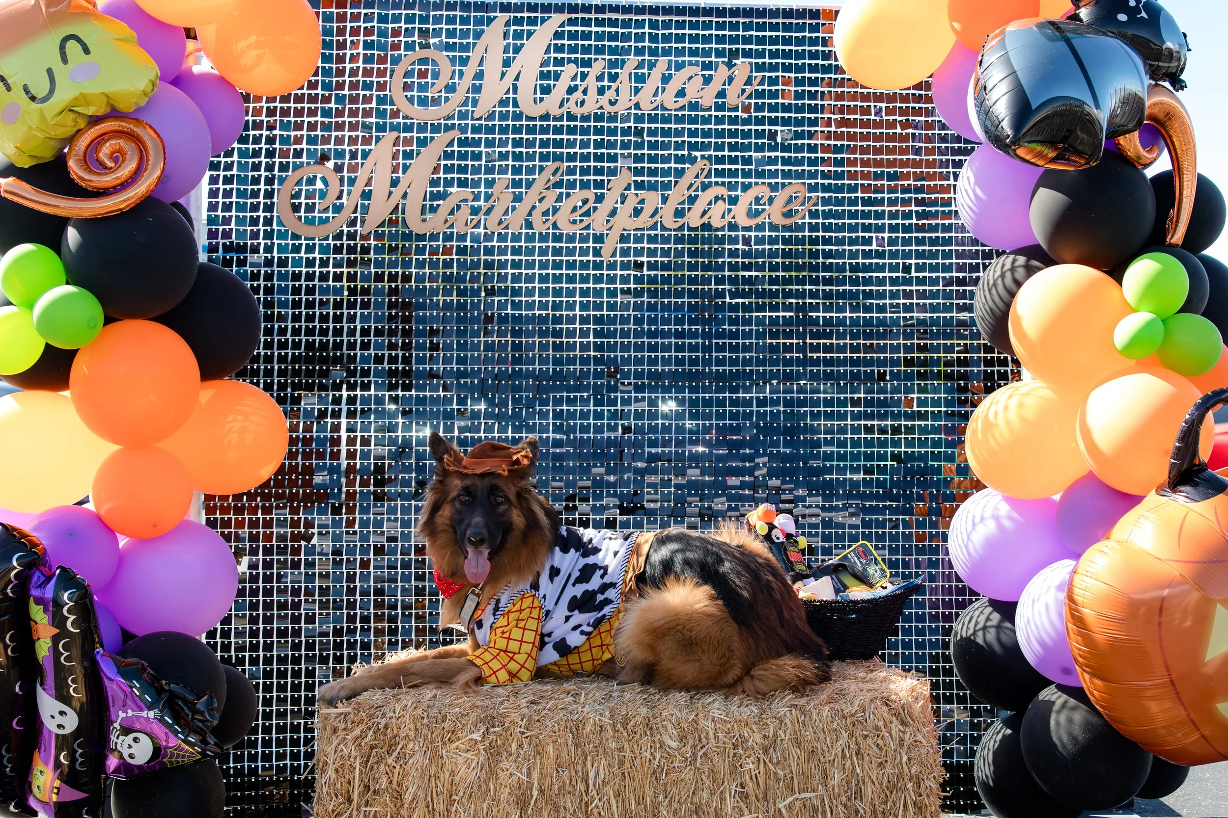German shepherd posing in woody costume