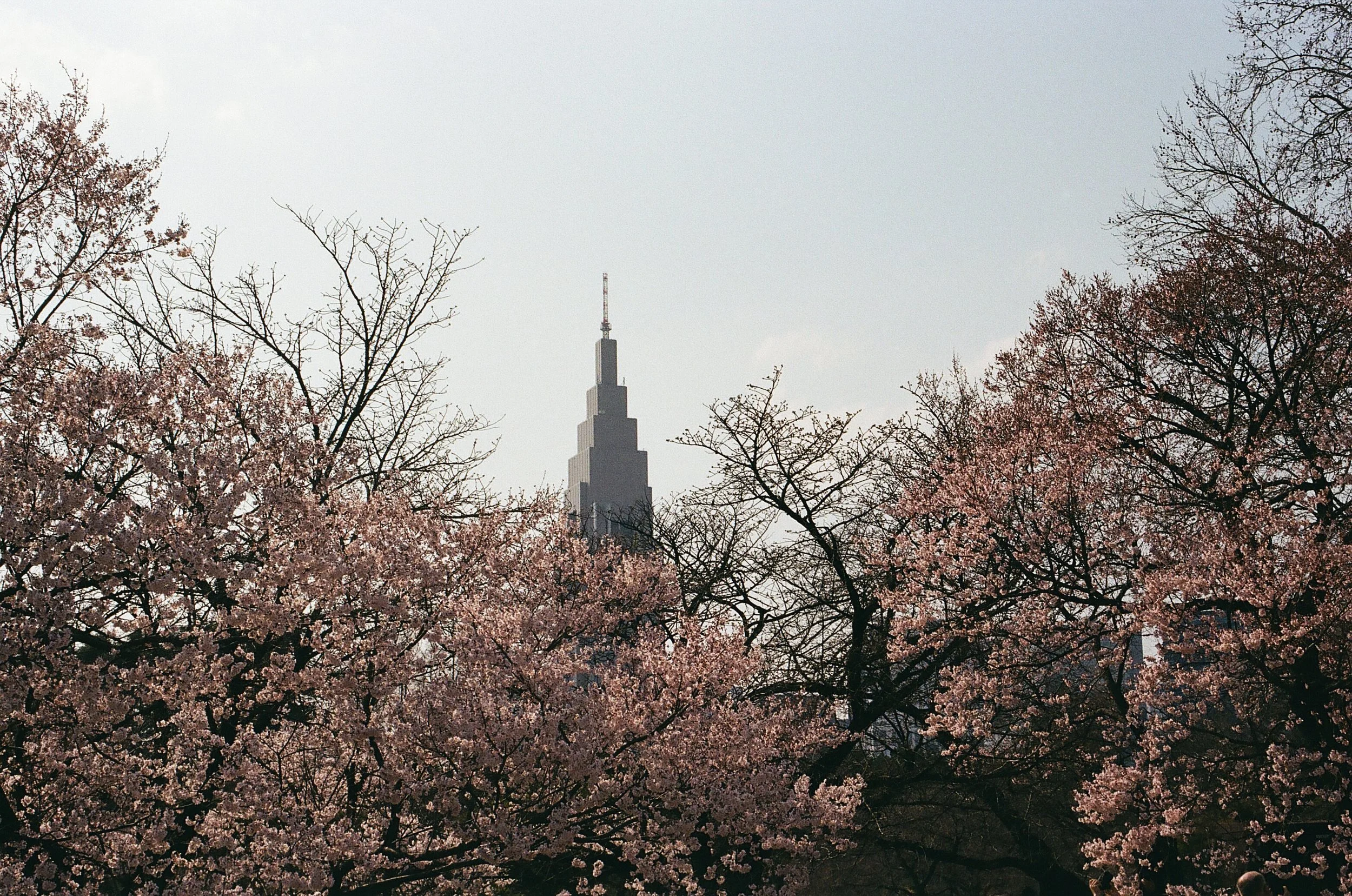 film_japan_2025_21.jpg