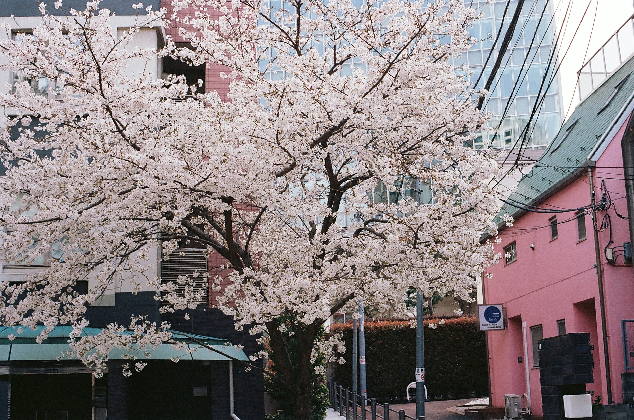 film_japan_2025_52.jpg