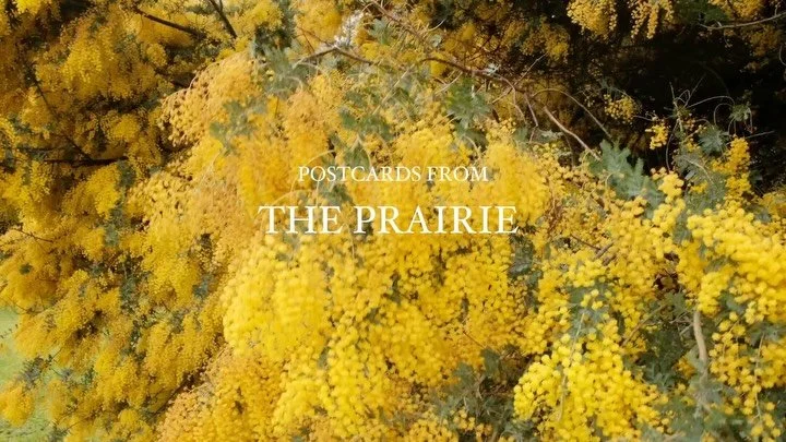 Some pretty frames from shooting at @the_prairiecottage last week 💛