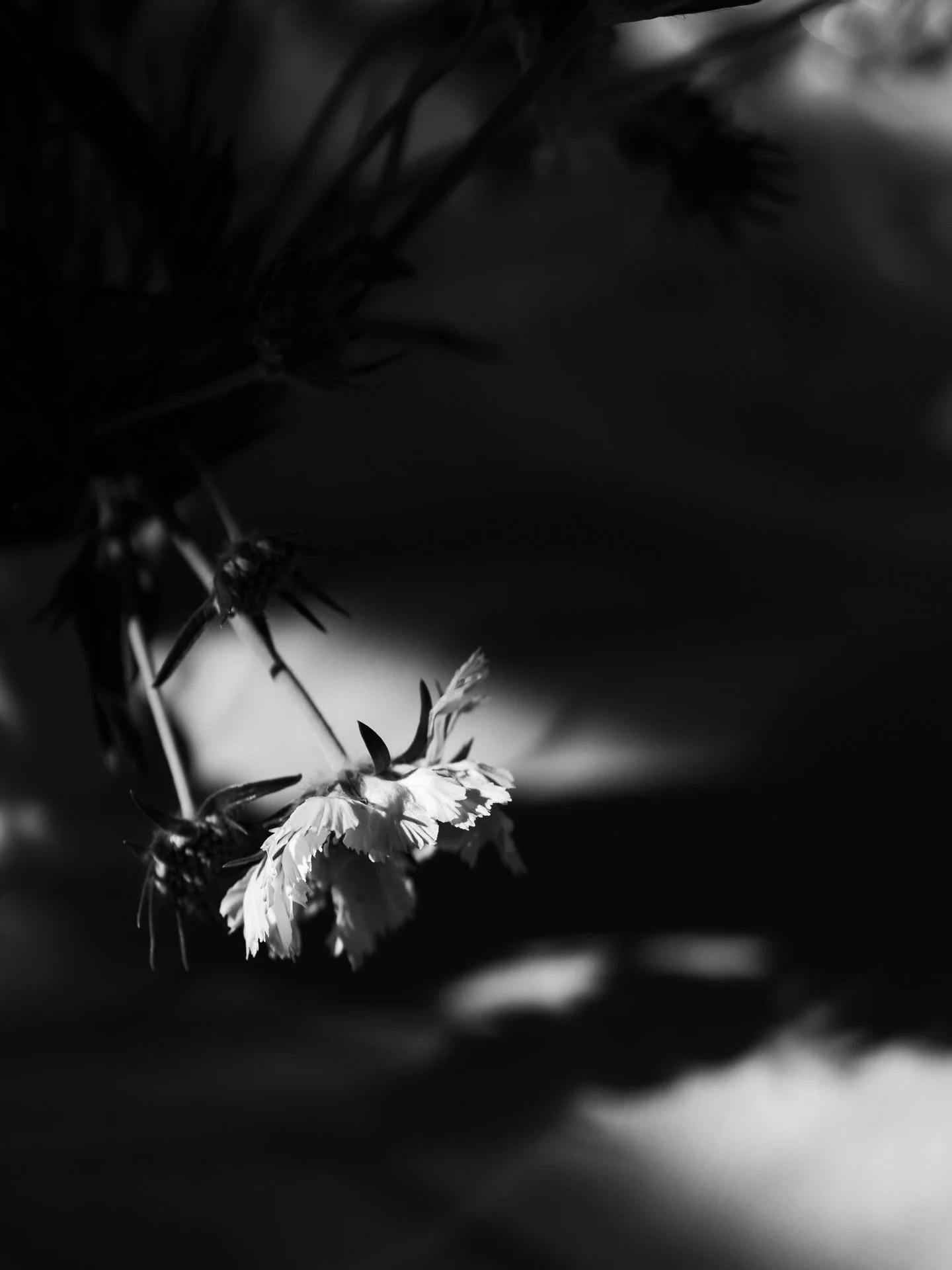 Nothing like the sun setting for some epic styling shots 🫠 

Government House state dinner for @adelaideuni 
Styling, hire &amp; marquee @whitemarquee 
Florals @studiobotanic 
Catering @emmareevescatering
Bar and catering staff @areyoubeingservedadl