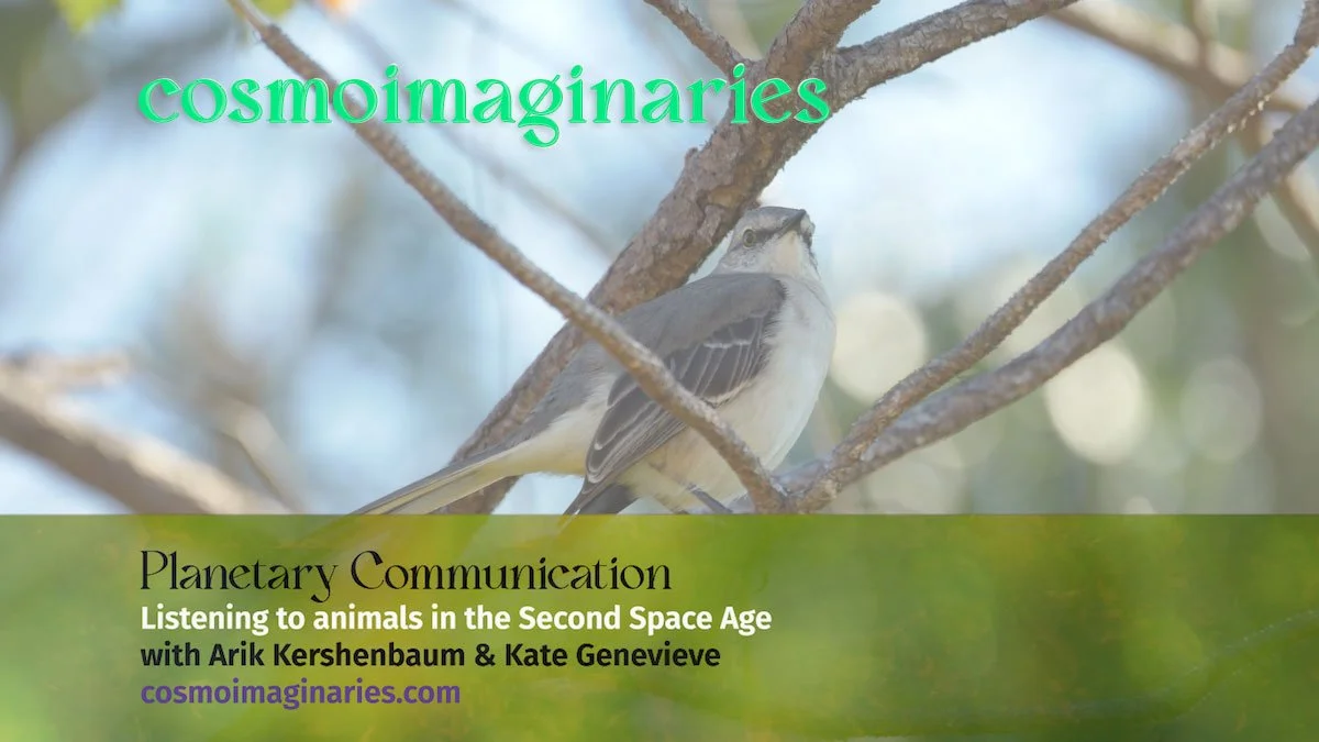 The title card for the Cosmoimaginaries session with animal communication researcher, Dr Arik Kershenbaum. A bird sits on a tree branch with a blue sky background, overlaid with green and purple text about planetary communication and animals.