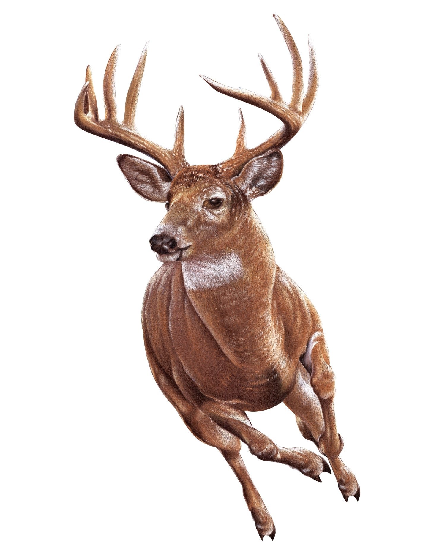 running deer download, full color running deer decal, running deer png, running deer pdf, running deer jpg, running deer image, deer decal