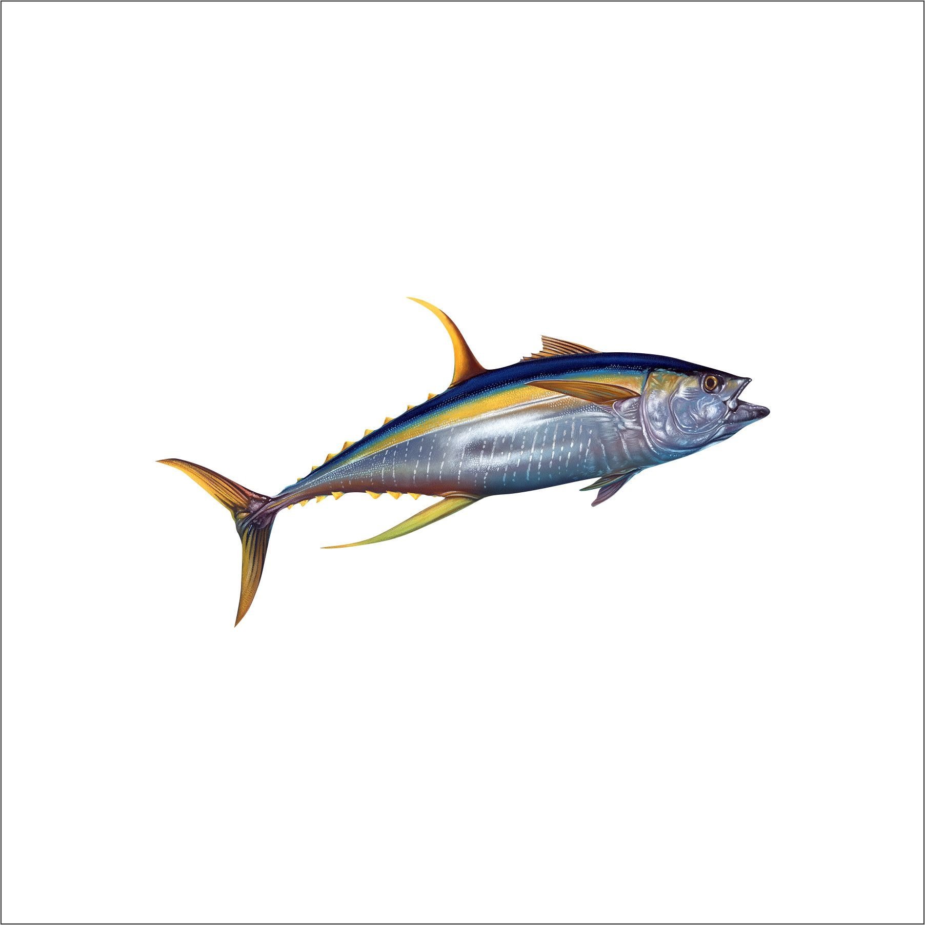 https://i.etsystatic.com/10353032/r/il/6983ce/1933288252/il_fullxfull.1933288252_9ywi.jpg