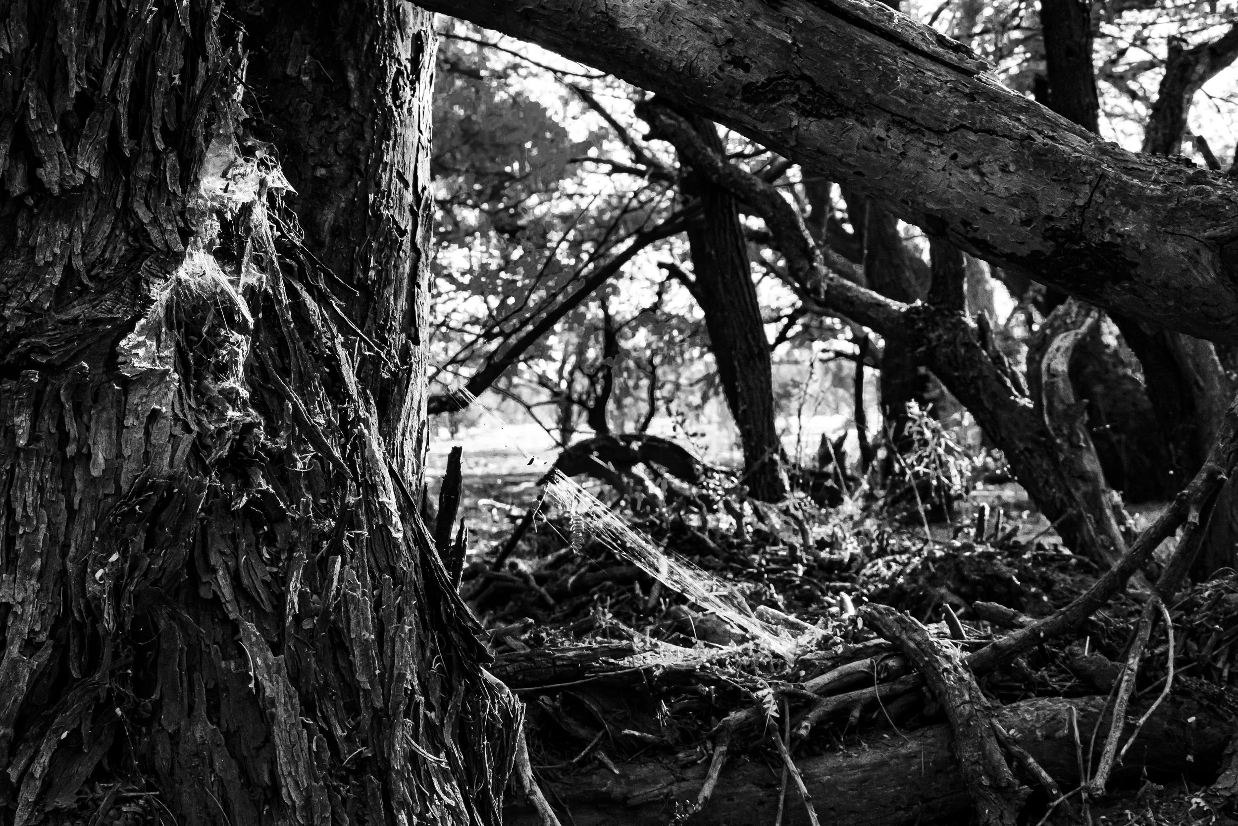Spiderweb BW copy.jpg