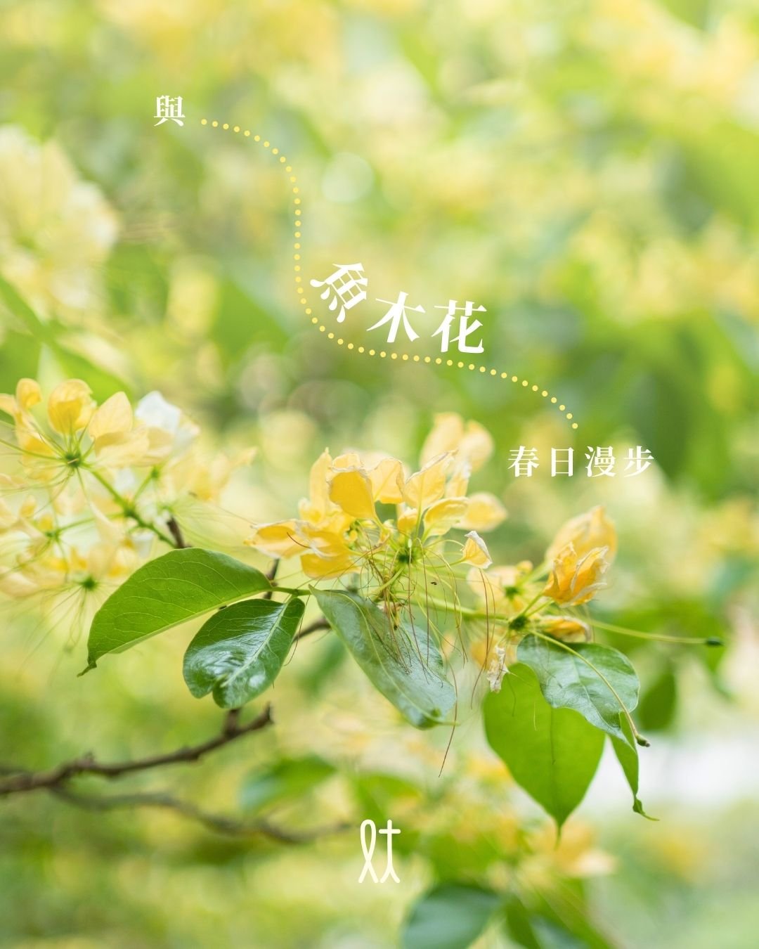 #lftmcoTravel 與 魚木花 春日漫步 &mdash;&mdash; 大角咀
每年兩度綻放的魚木花，近來為大角咀染上一抺淡黃浪漫，而這份稍縱即逝的美，恰似這老社區的縮影&mdash;&mdash;在急速變遷的城市縫隙中，平凡中藏著令人駐足的藝術靈光。

若想深入感受獨有的生活紋理，不妨花點時間在喧鬧間漫步，到旺角至大角咀行人天橋奧海城三期對出一帶觀賞魚木花，穿梭街巷探索公共藝術，再一嚐附近的日式料理，令這趟春日漫步好好讓味覺與靈魂飽足。 
 
「轉角：」重新想像大角咀 @retaiko