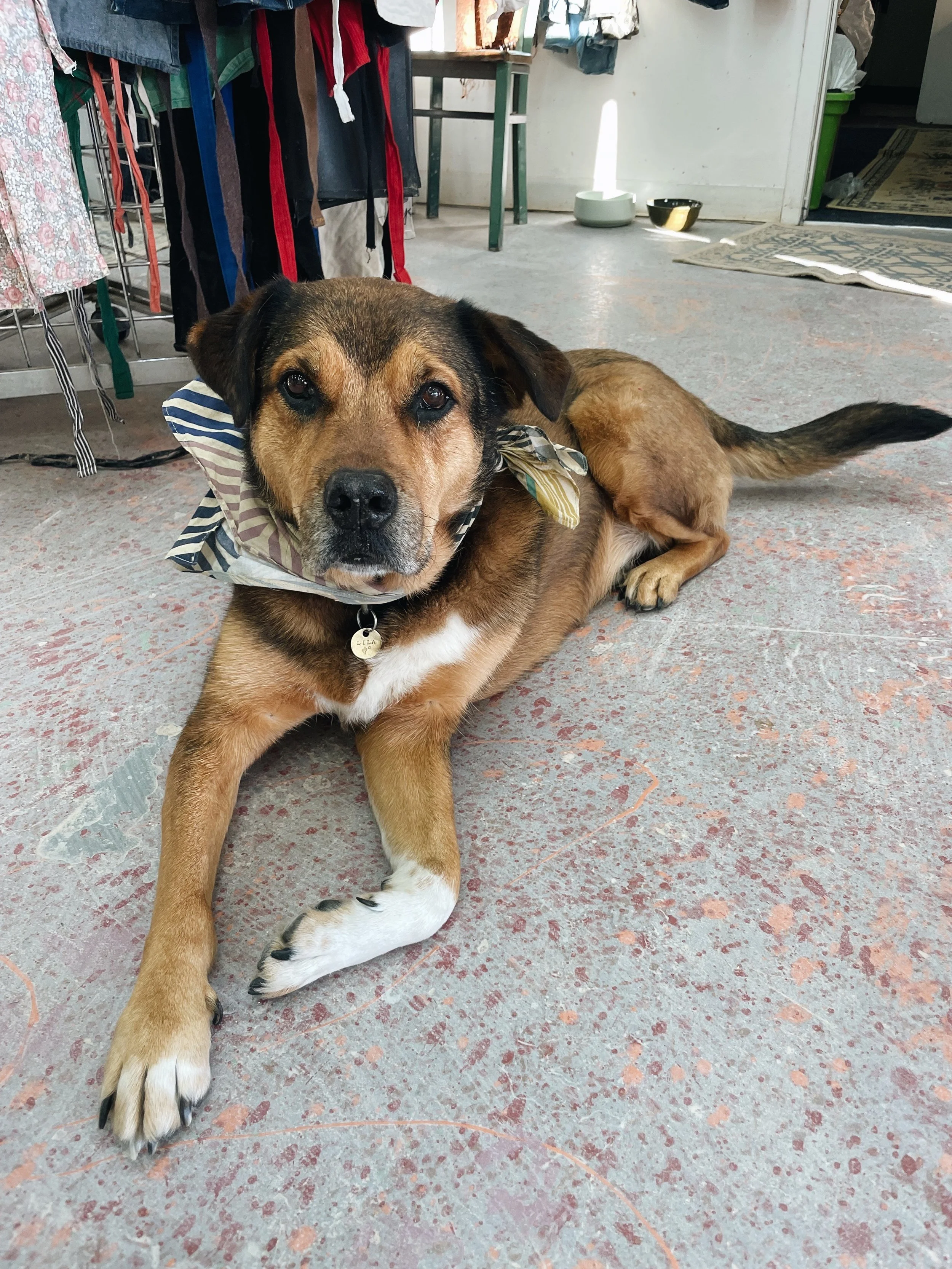 Santa Fe Office Pups — Trail Ahead Therapy