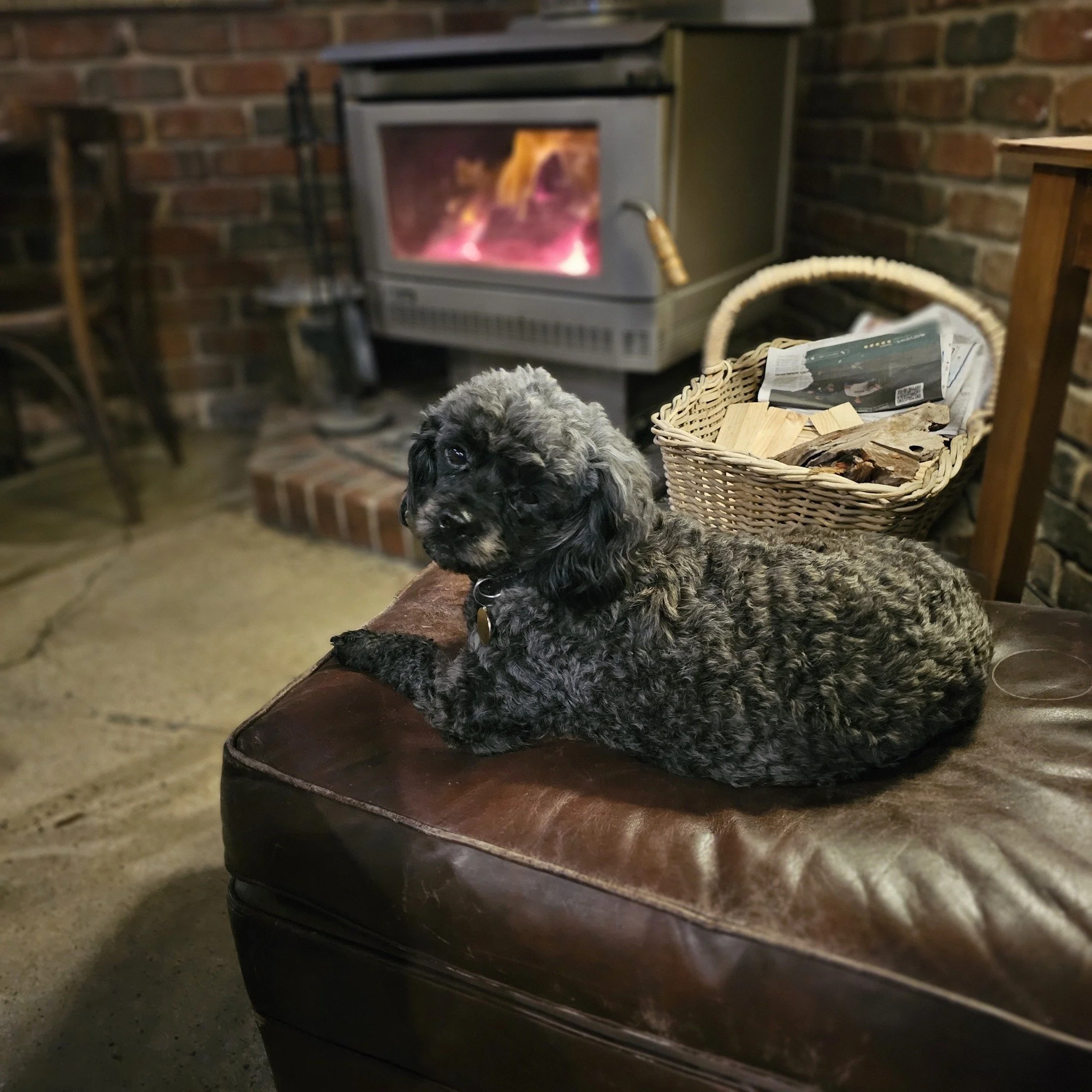 Teddy's got the right idea 🐶

 #southwarkhotel #southwarkpub #familyrun #sundaysessions #supportlocal #adelaidebars #adelaidepubs