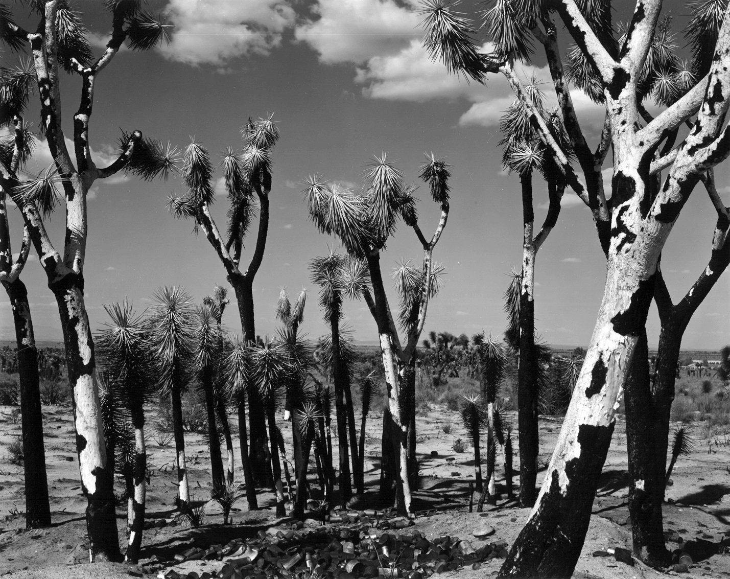Untitled (Mojave Desert, Joshua Tree), 1942 