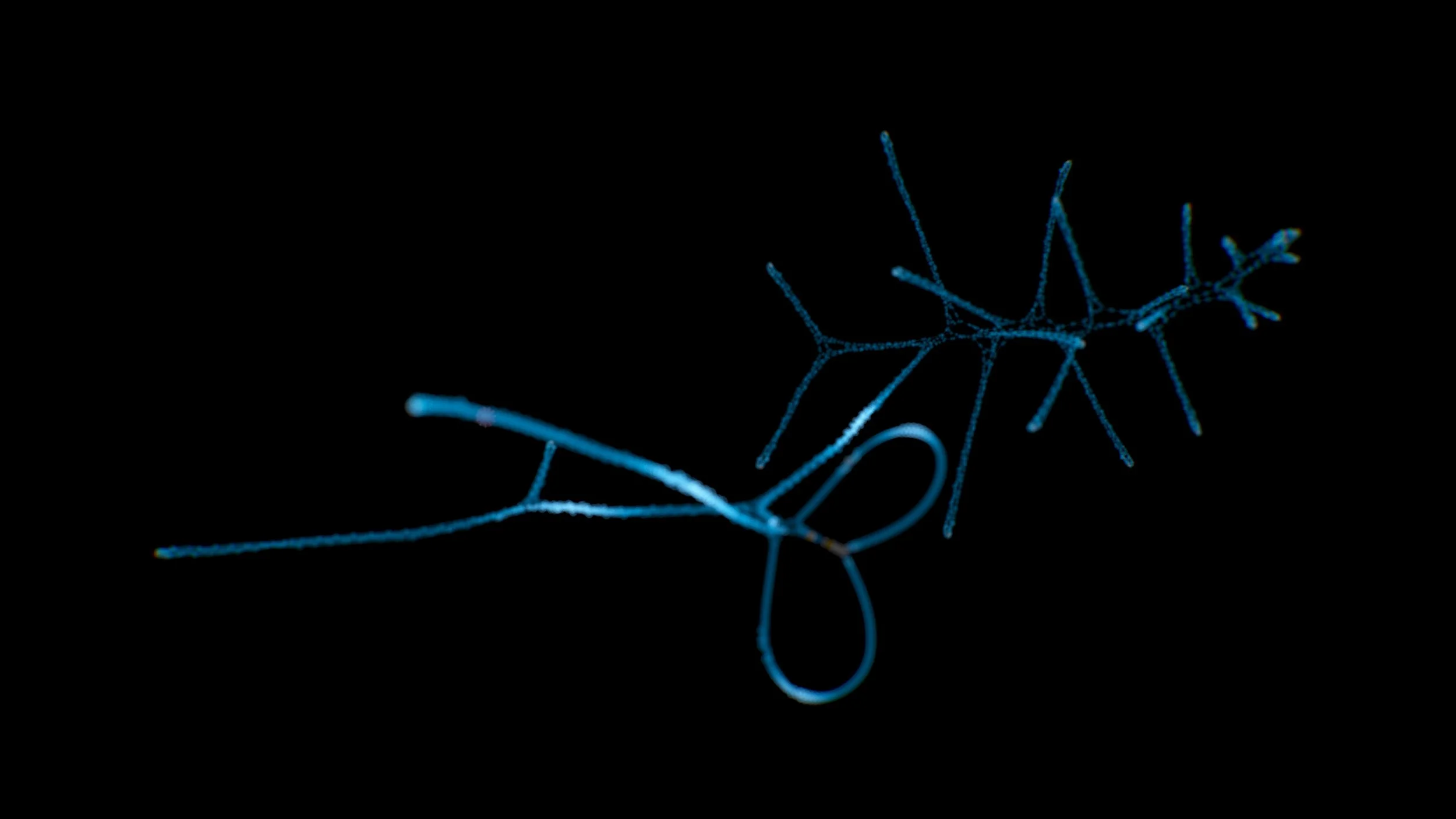 Dark Field Flora, 2025
