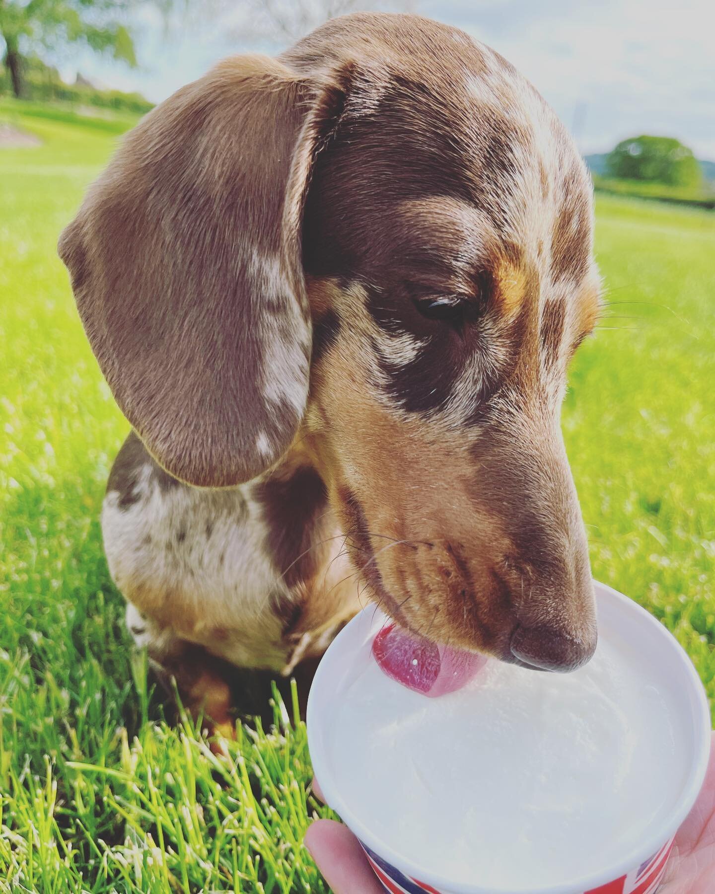 Frosty Paws is back and our newest member of the family loves it!! Treat your furry friend to a tub, they can&rsquo;t miss out!

We also have the very popular and scrummy salted caramel brownie on the menu - our best selling salted caramel gelato wit