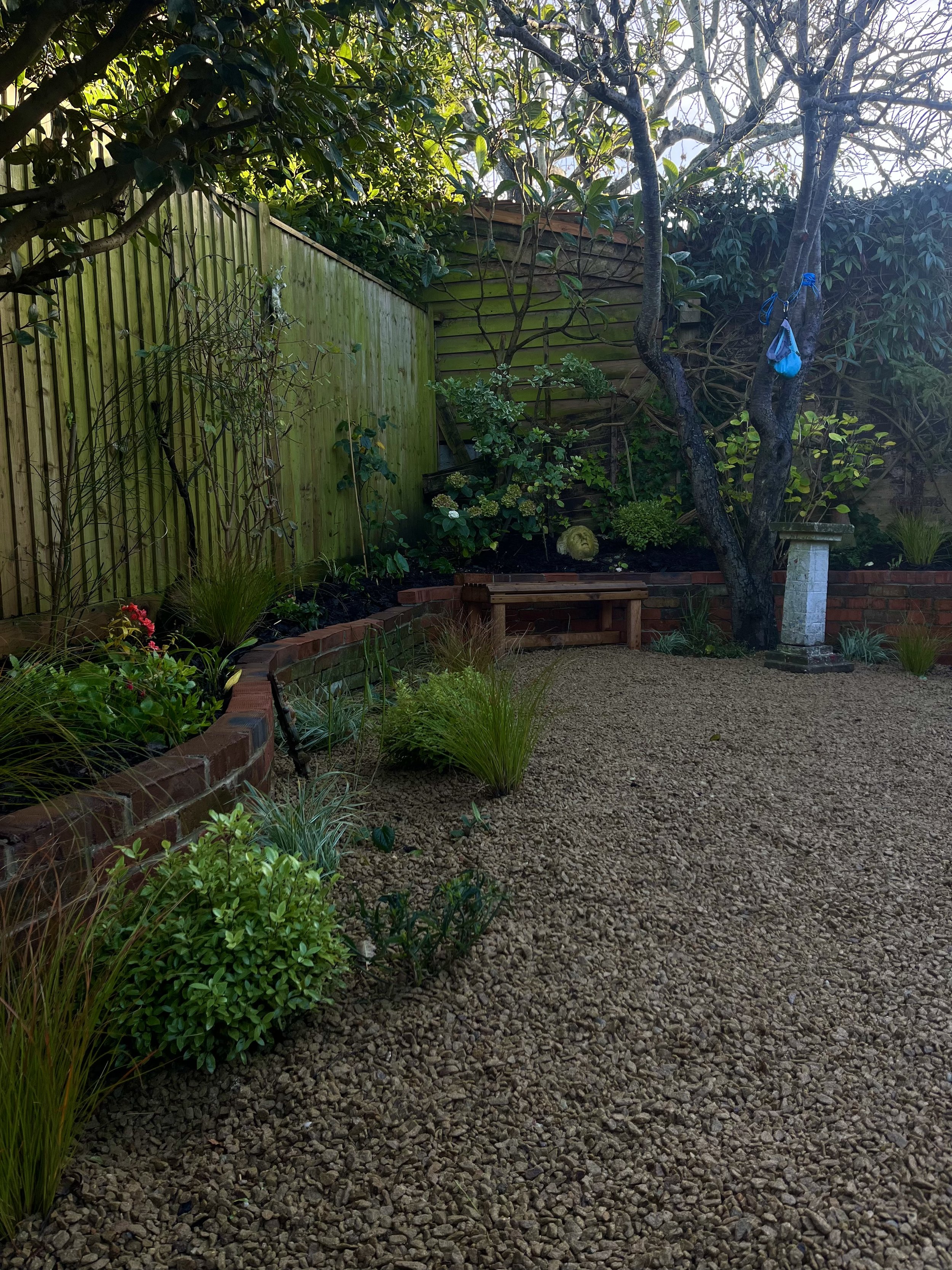 Planting of Carex testacea, Pittosporum tenufolium and Verbena bonariensis in the Cotswold gravel in the garden in Saltdean, Brighton & Hove, Sussex