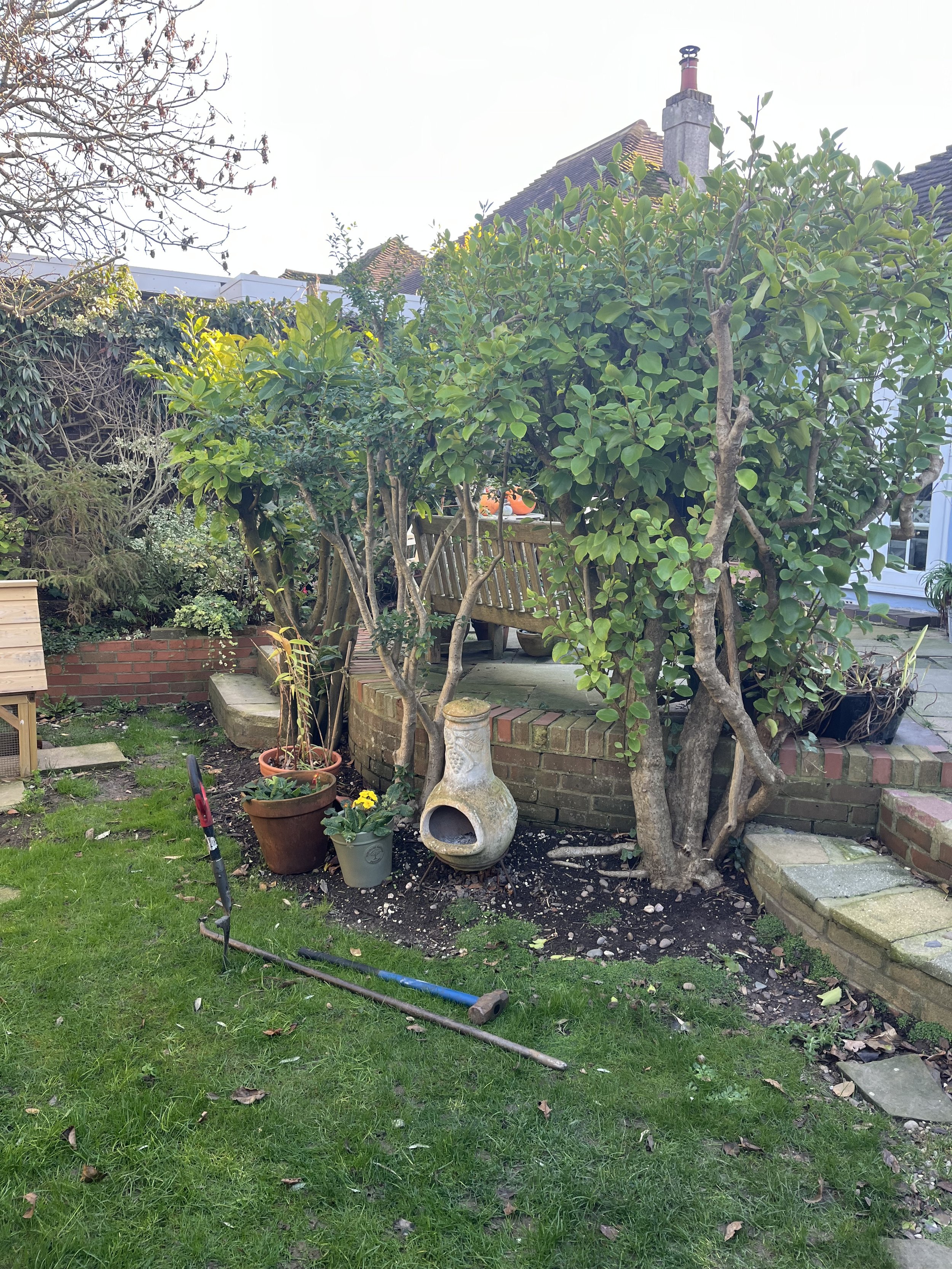 Before photo of bed underneath Grisselinia in Saltdean, Brighton & Hove, Sussex. 